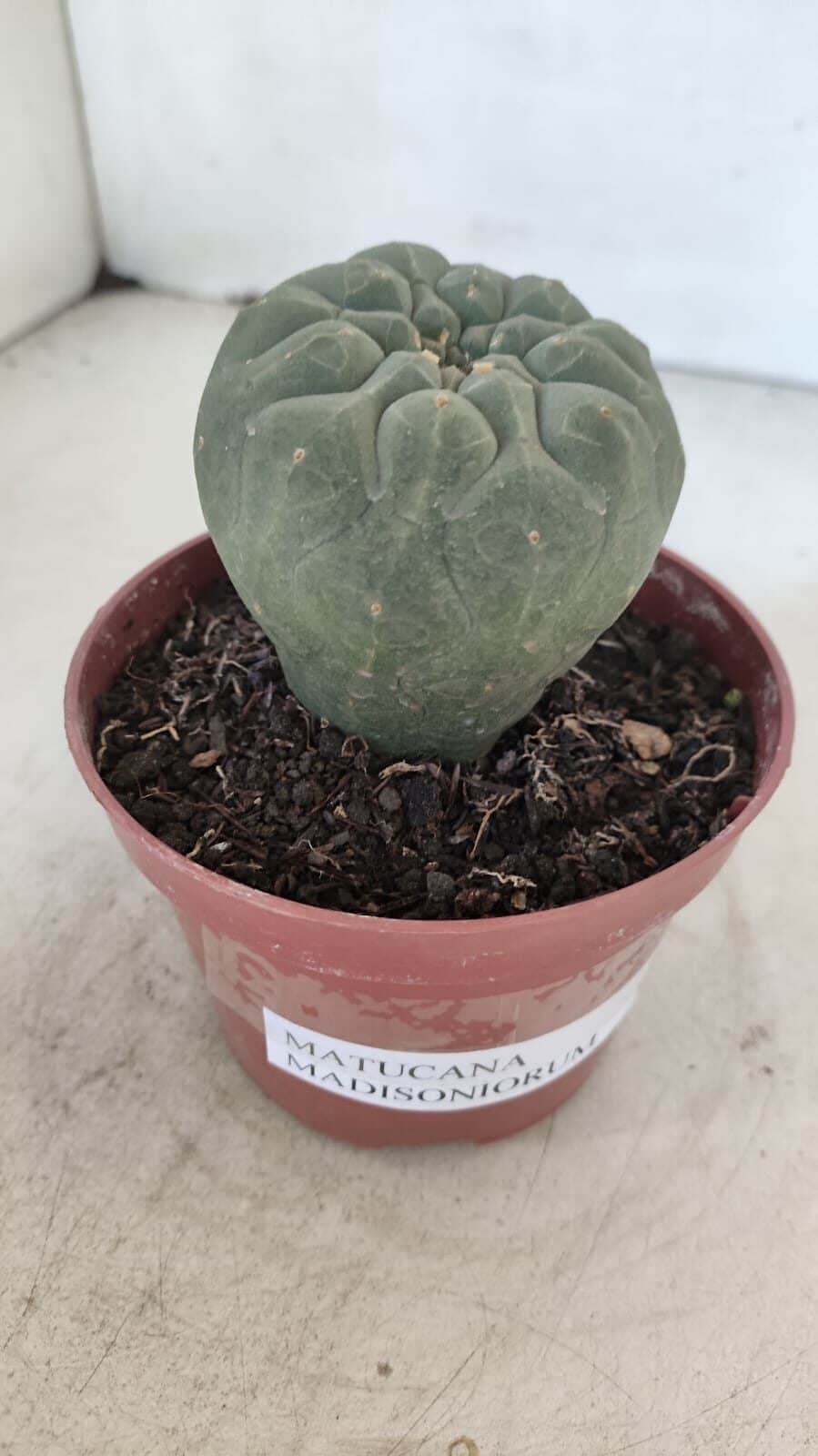 MATUCANA MADISONIORUM Nº 300 – vaso 11