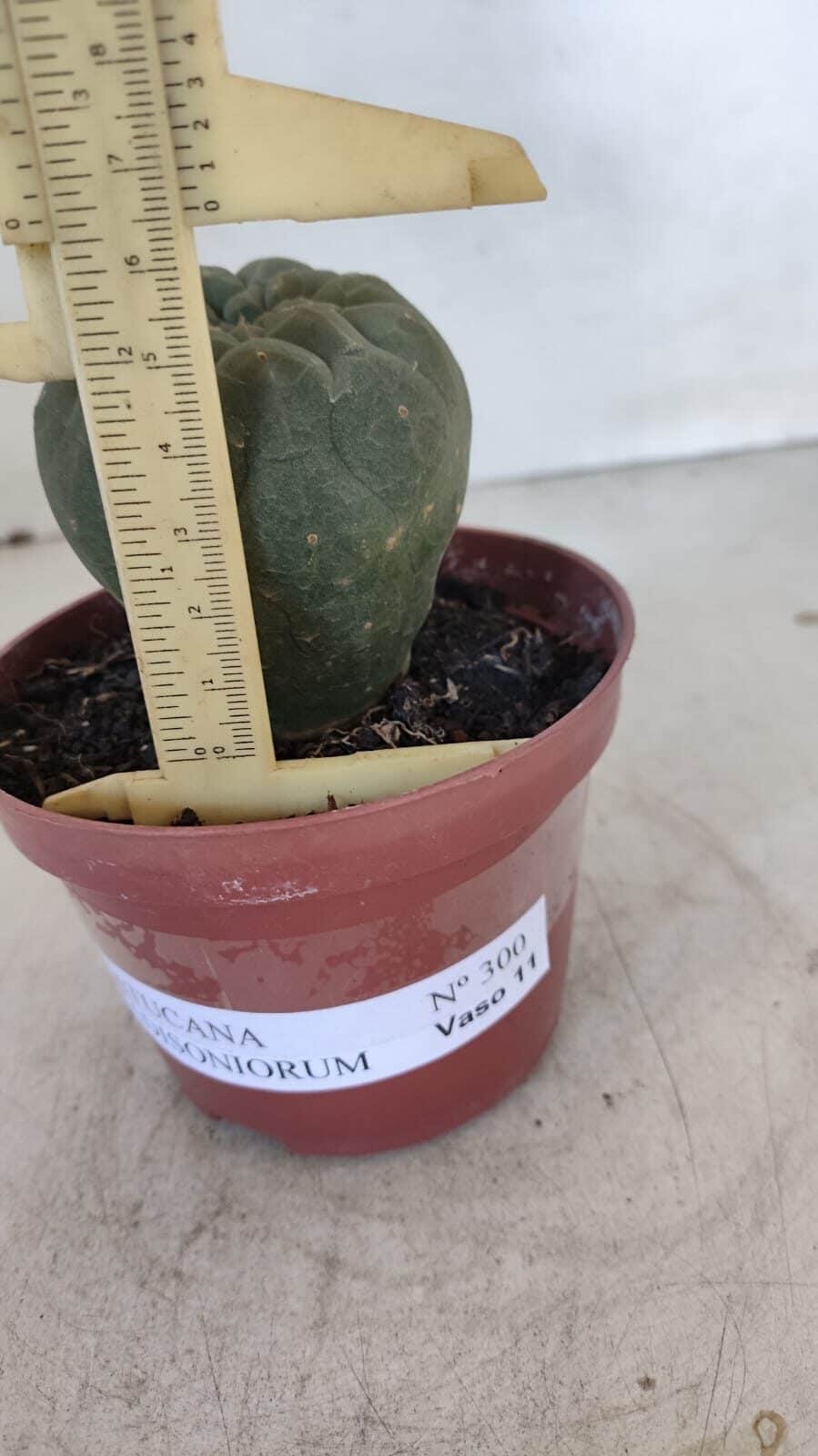 MATUCANA MADISONIORUM Nº 300 – vaso 11