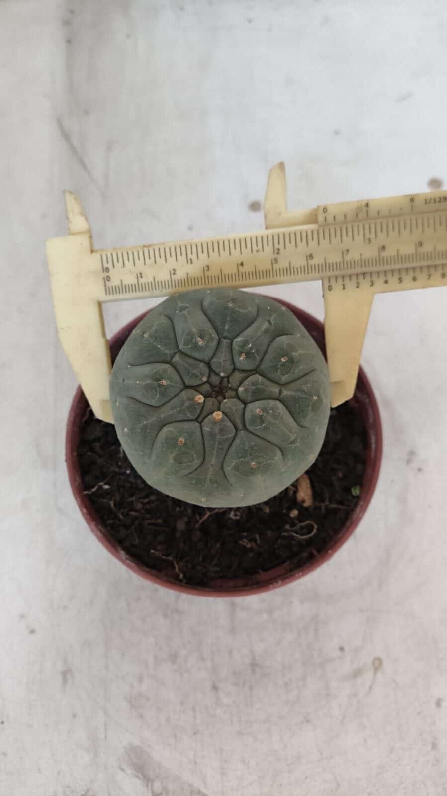 MATUCANA MADISONIORUM Nº 300 – vaso 11