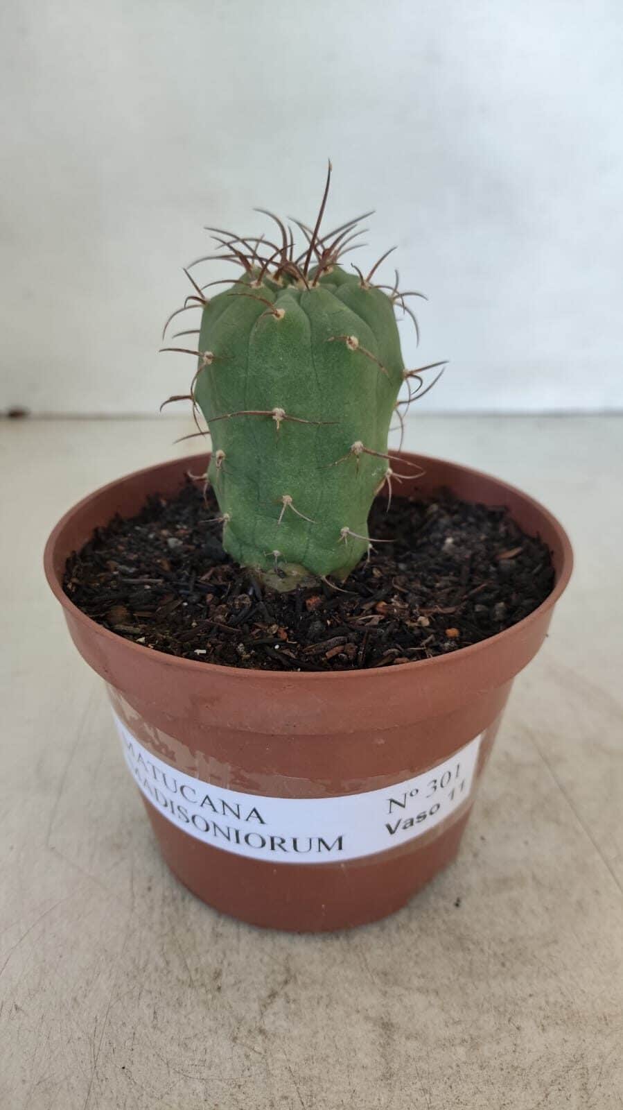 MATUCANA MADISONIORUM Nº 301 – vaso 11