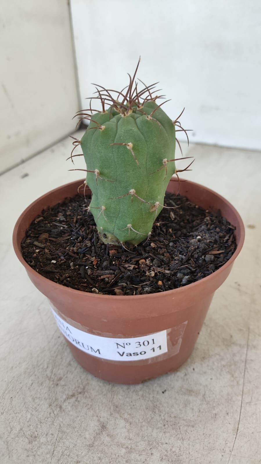 MATUCANA MADISONIORUM Nº 301 – vaso 11