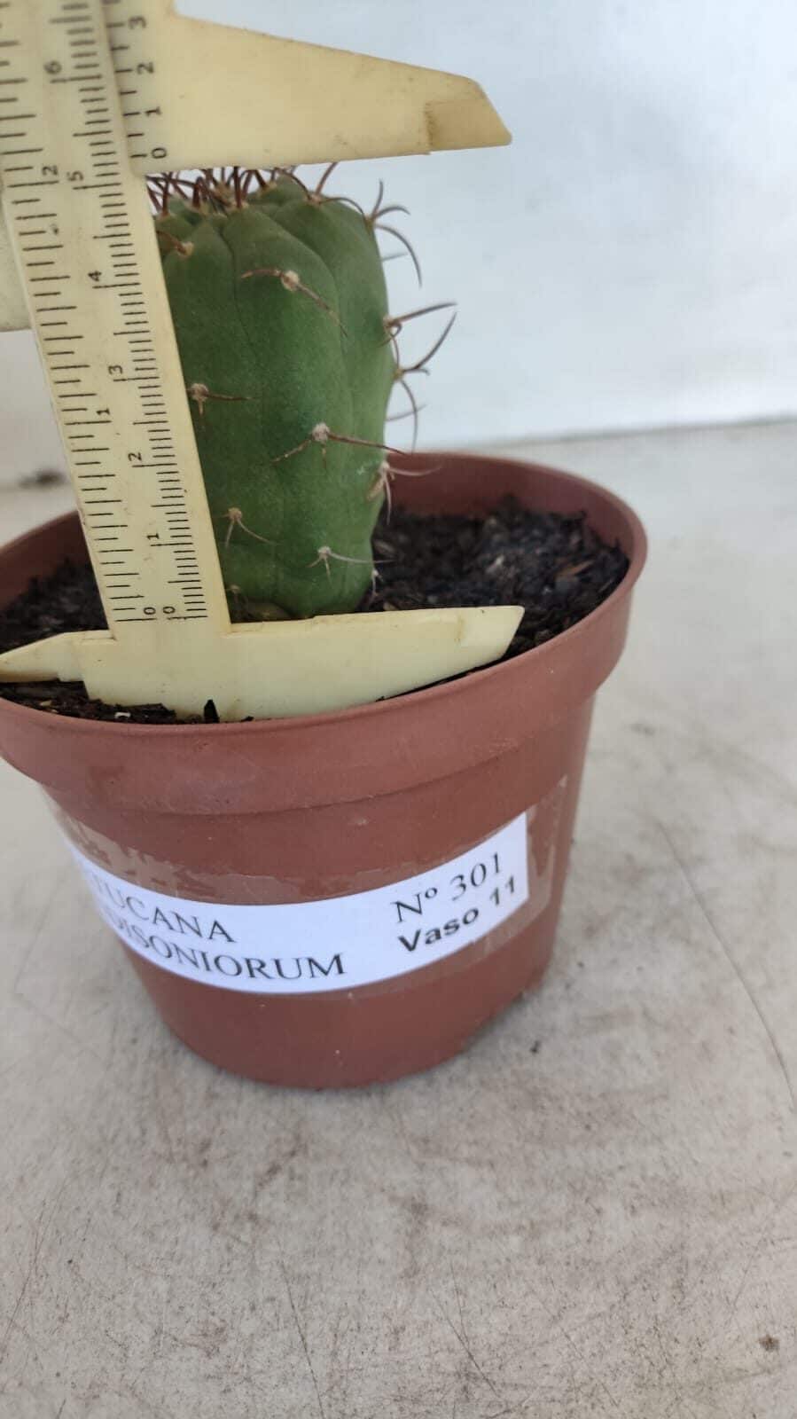 MATUCANA MADISONIORUM Nº 301 – vaso 11