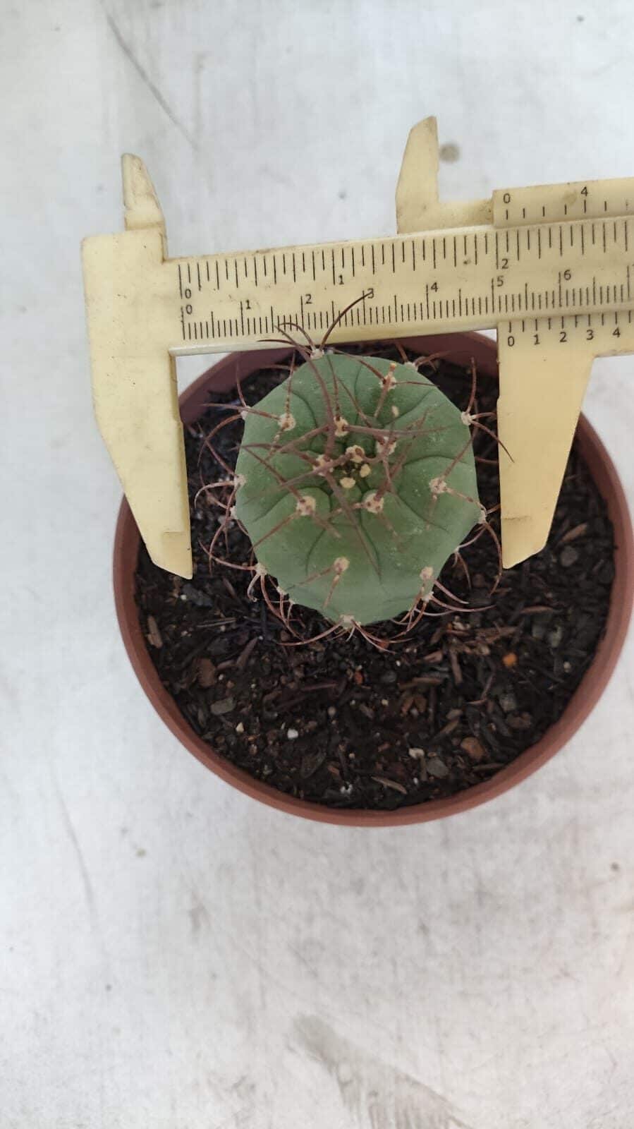 MATUCANA MADISONIORUM Nº 301 – vaso 11
