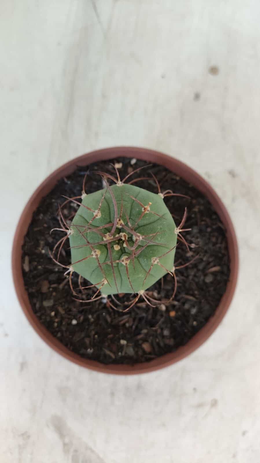 MATUCANA MADISONIORUM Nº 301 – vaso 11