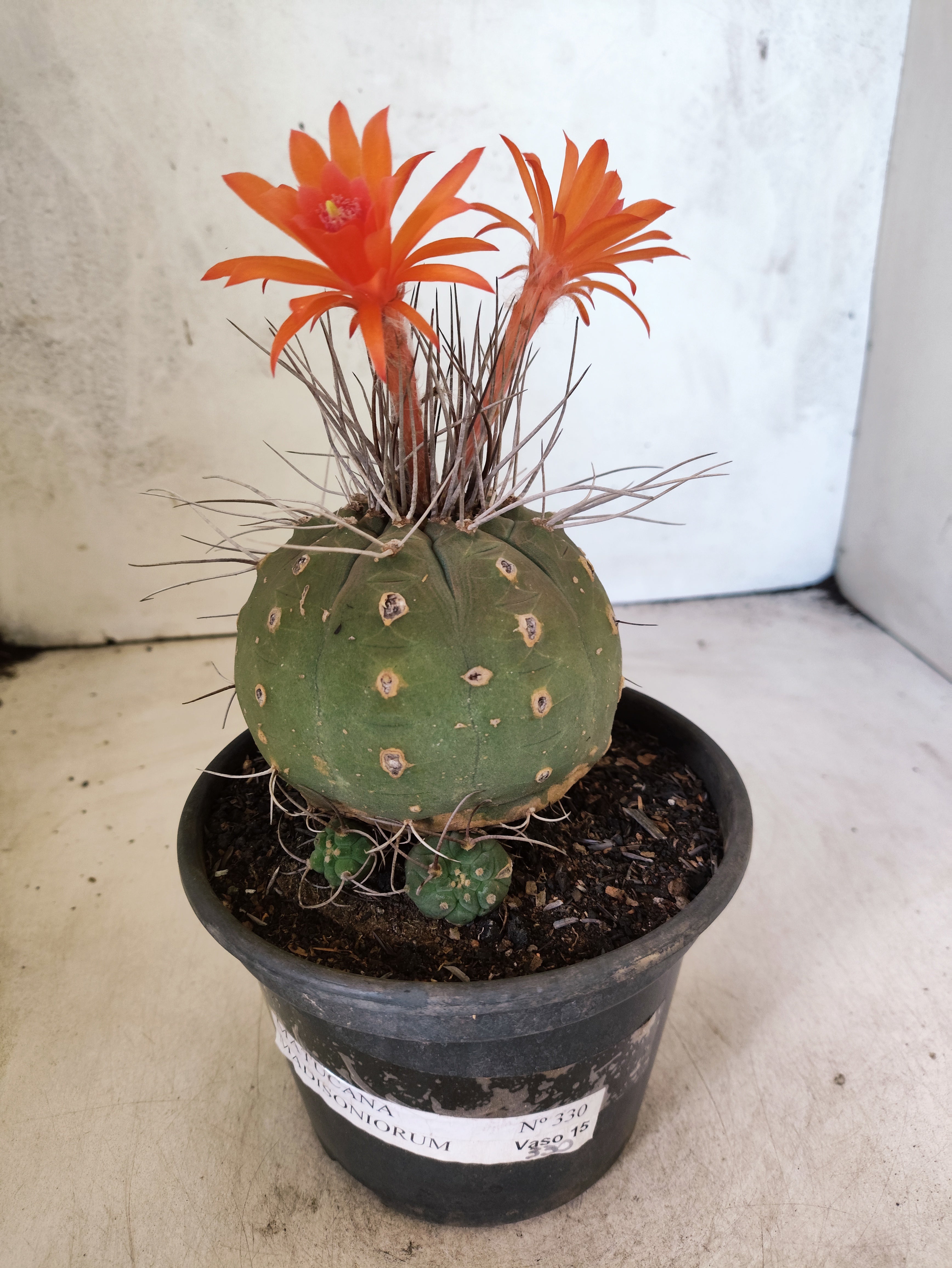 MATRIZ MATUCANA MADISONIORUM Nº 330 – vaso 15