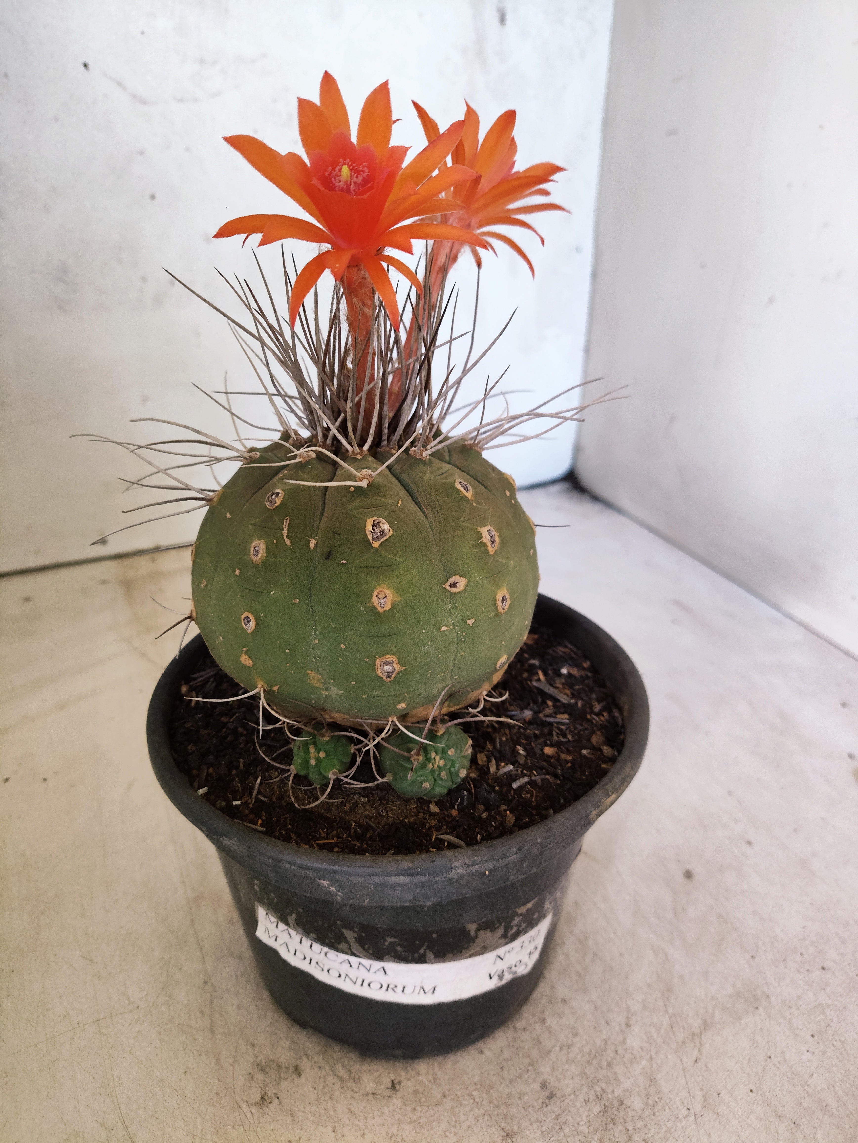 MATRIZ MATUCANA MADISONIORUM Nº 330 – vaso 15