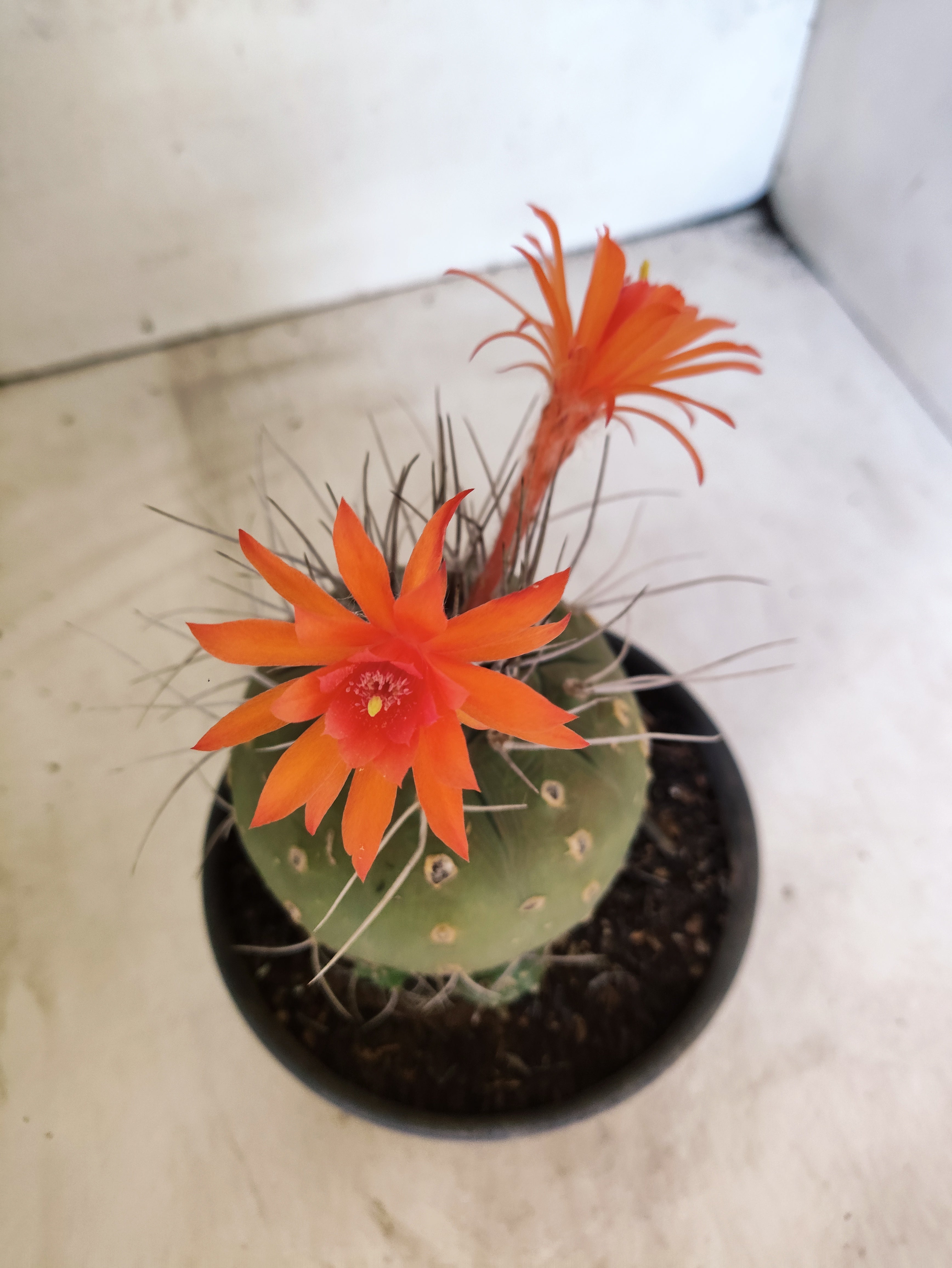 MATRIZ MATUCANA MADISONIORUM Nº 330 – vaso 15
