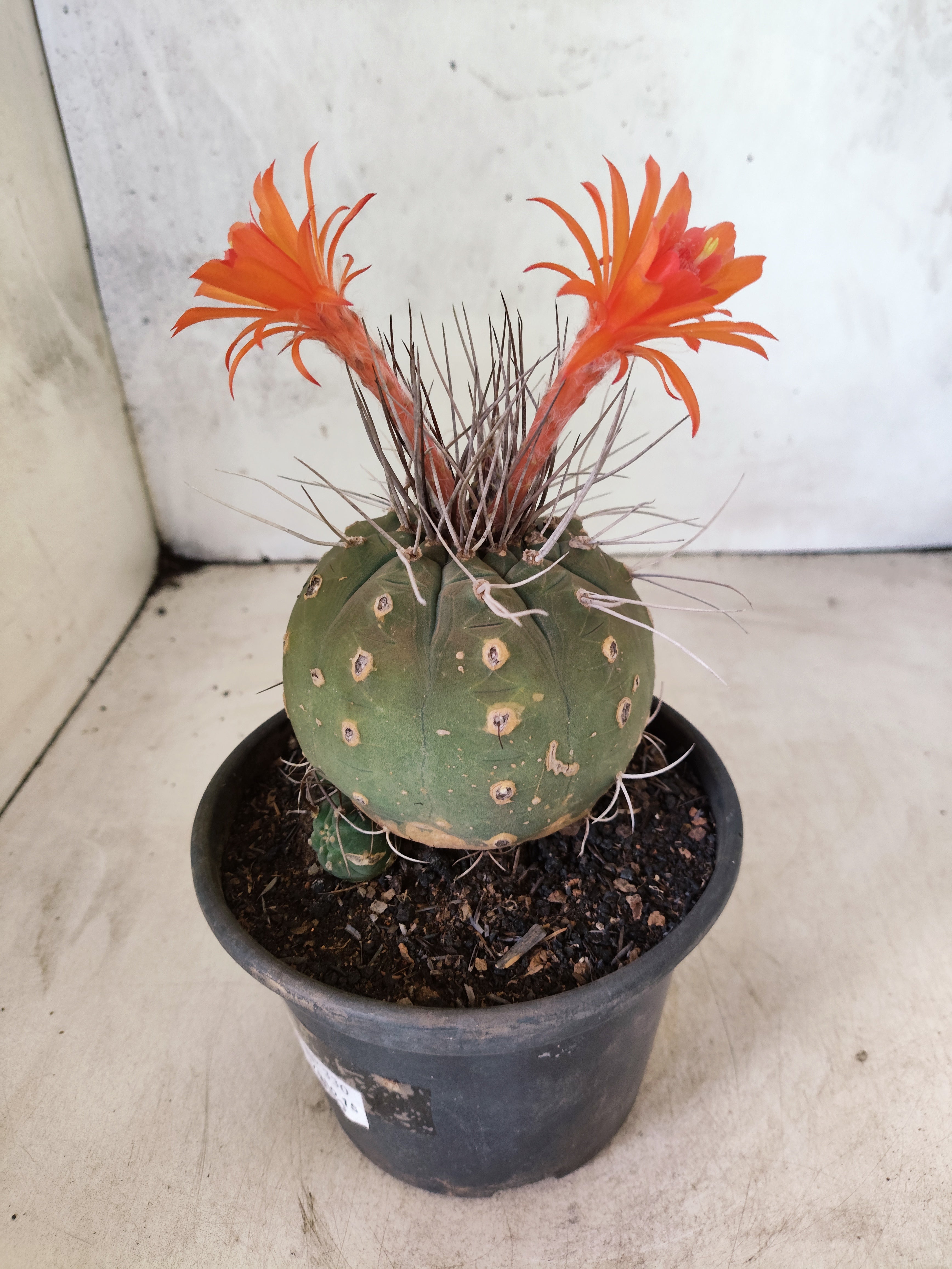 MATRIZ MATUCANA MADISONIORUM Nº 330 – vaso 15