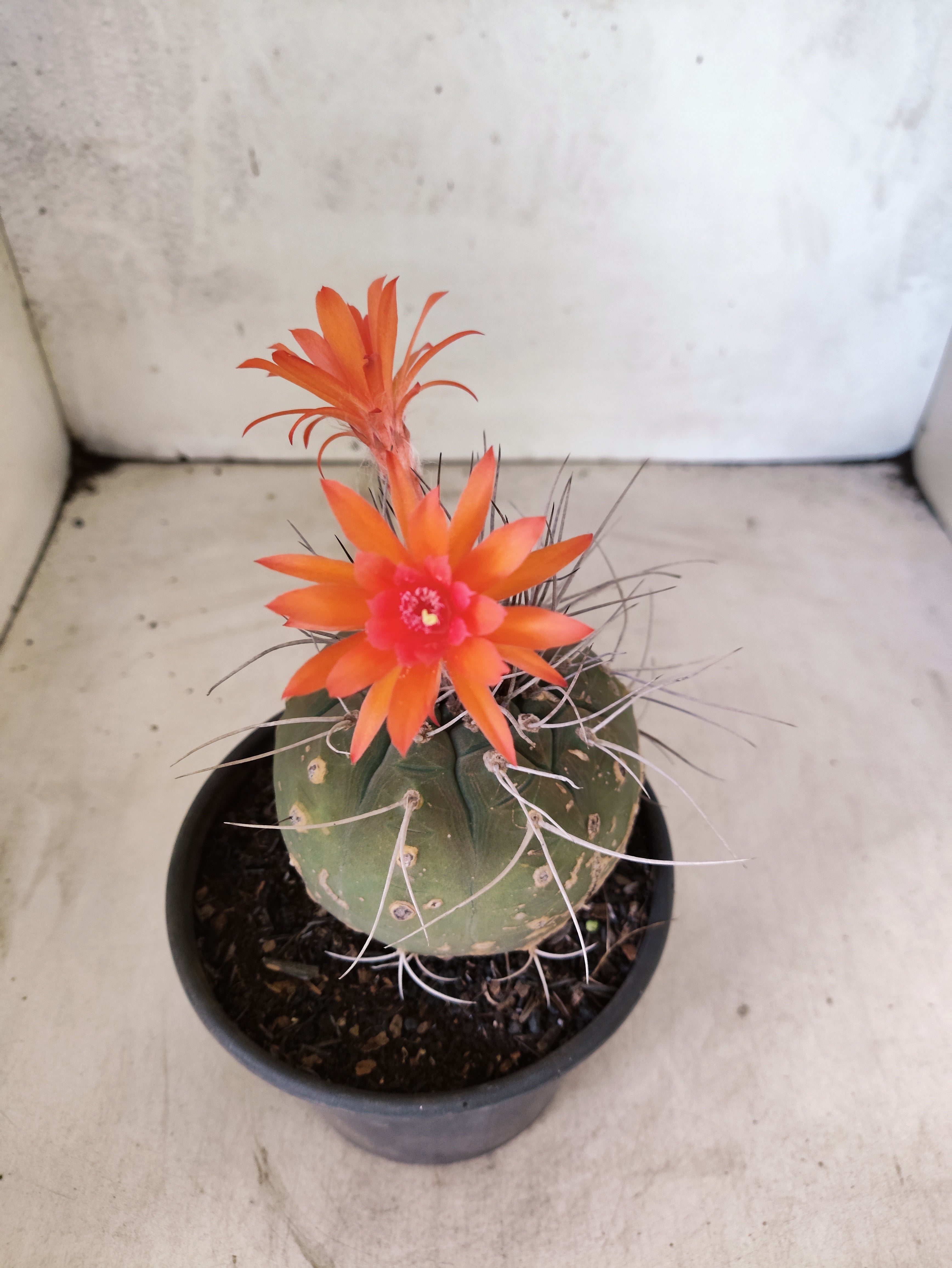 MATRIZ MATUCANA MADISONIORUM Nº 330 – vaso 15