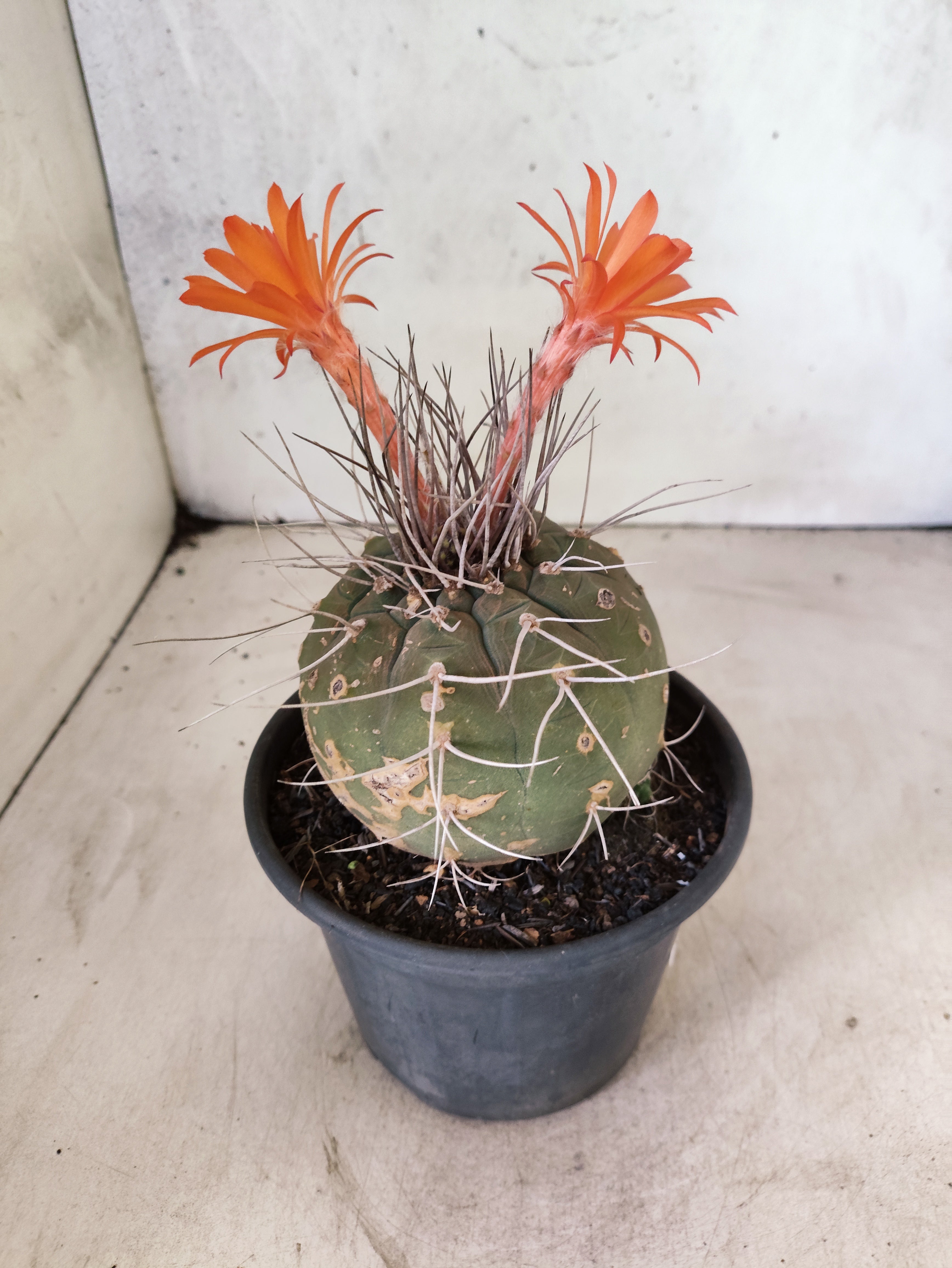 MATRIZ MATUCANA MADISONIORUM Nº 330 – vaso 15