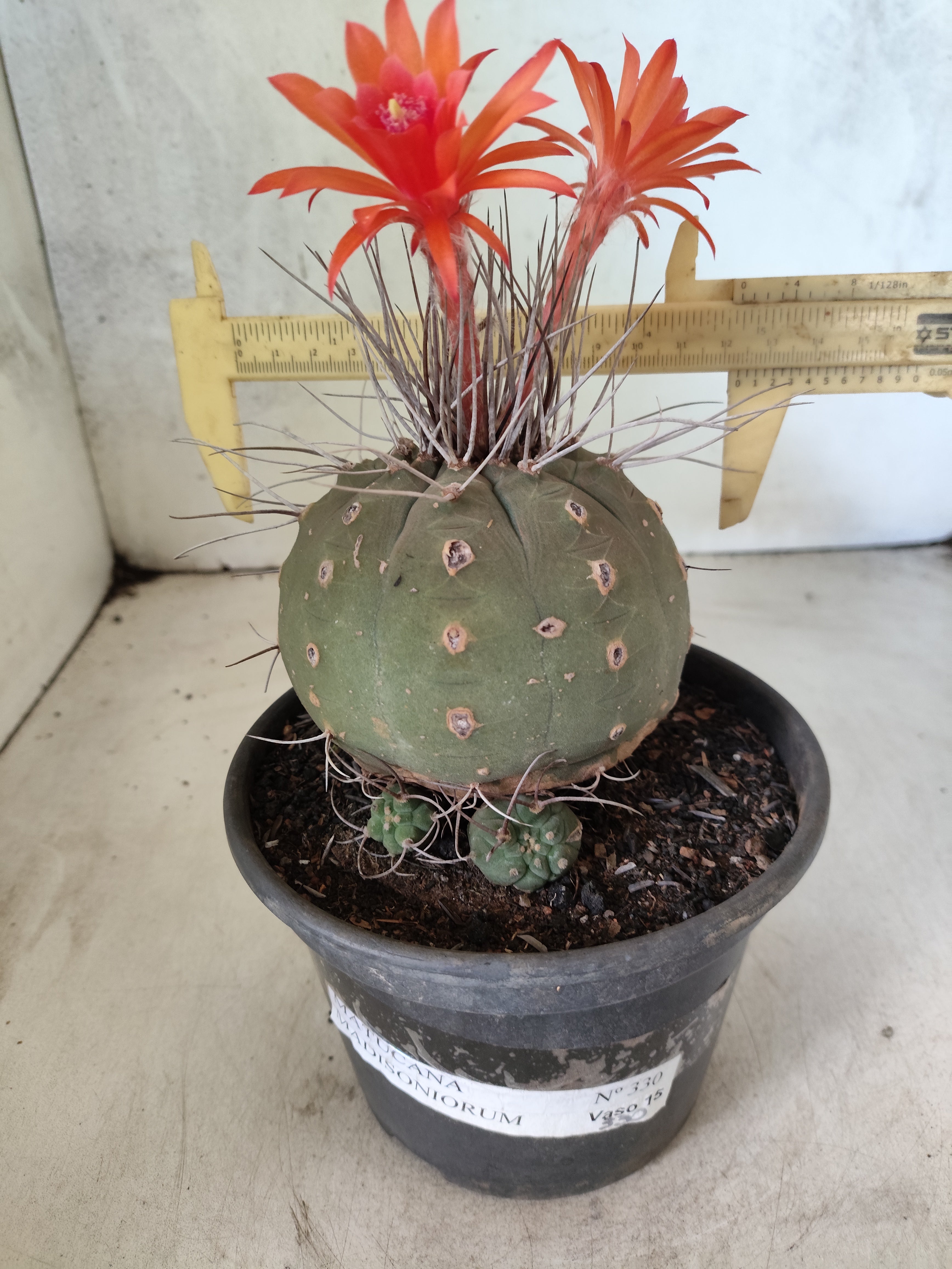 MATRIZ MATUCANA MADISONIORUM Nº 330 – vaso 15