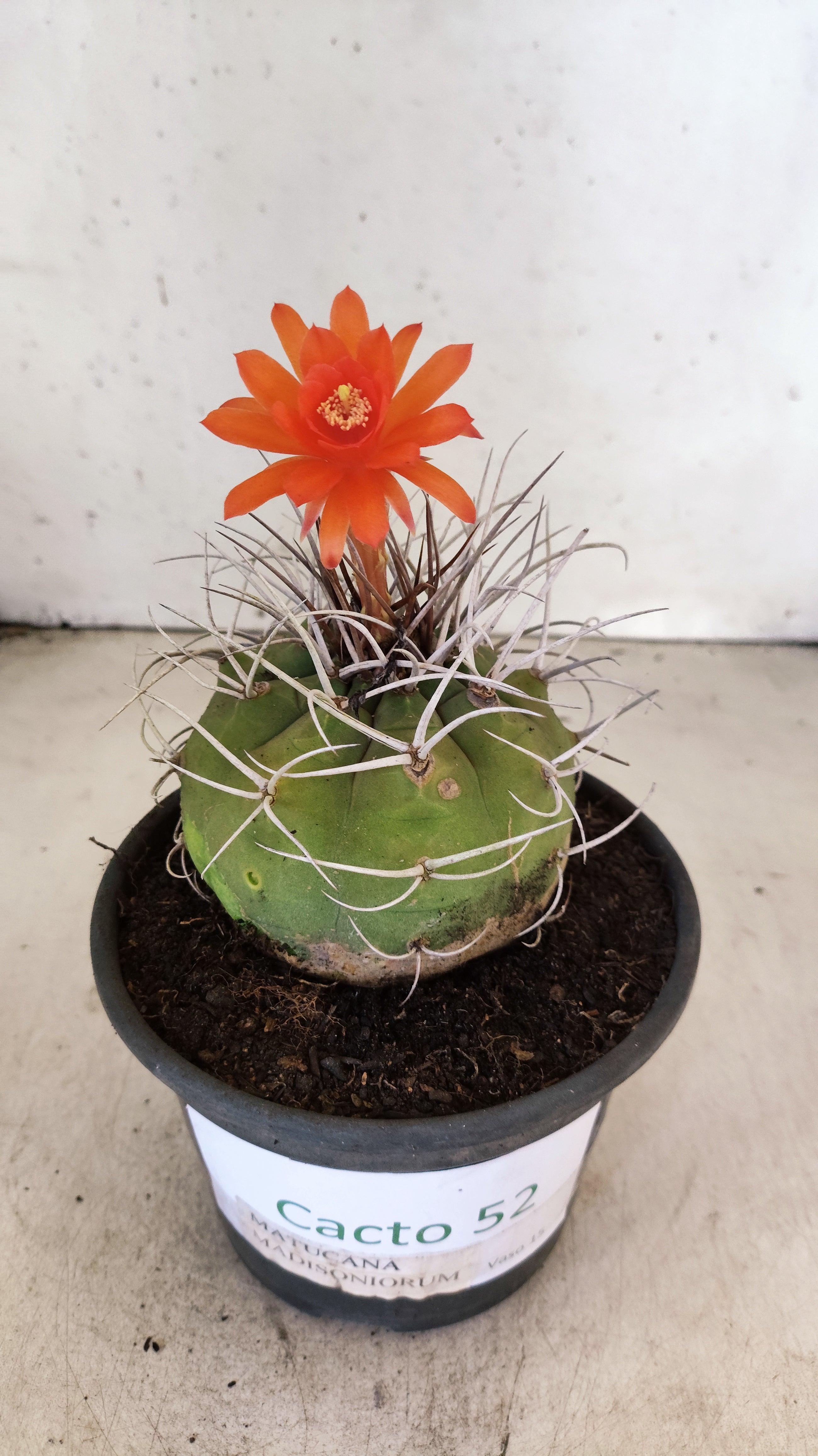 MATRIZ MATUCANA MADISONIORUM Nº 52 – vaso 15