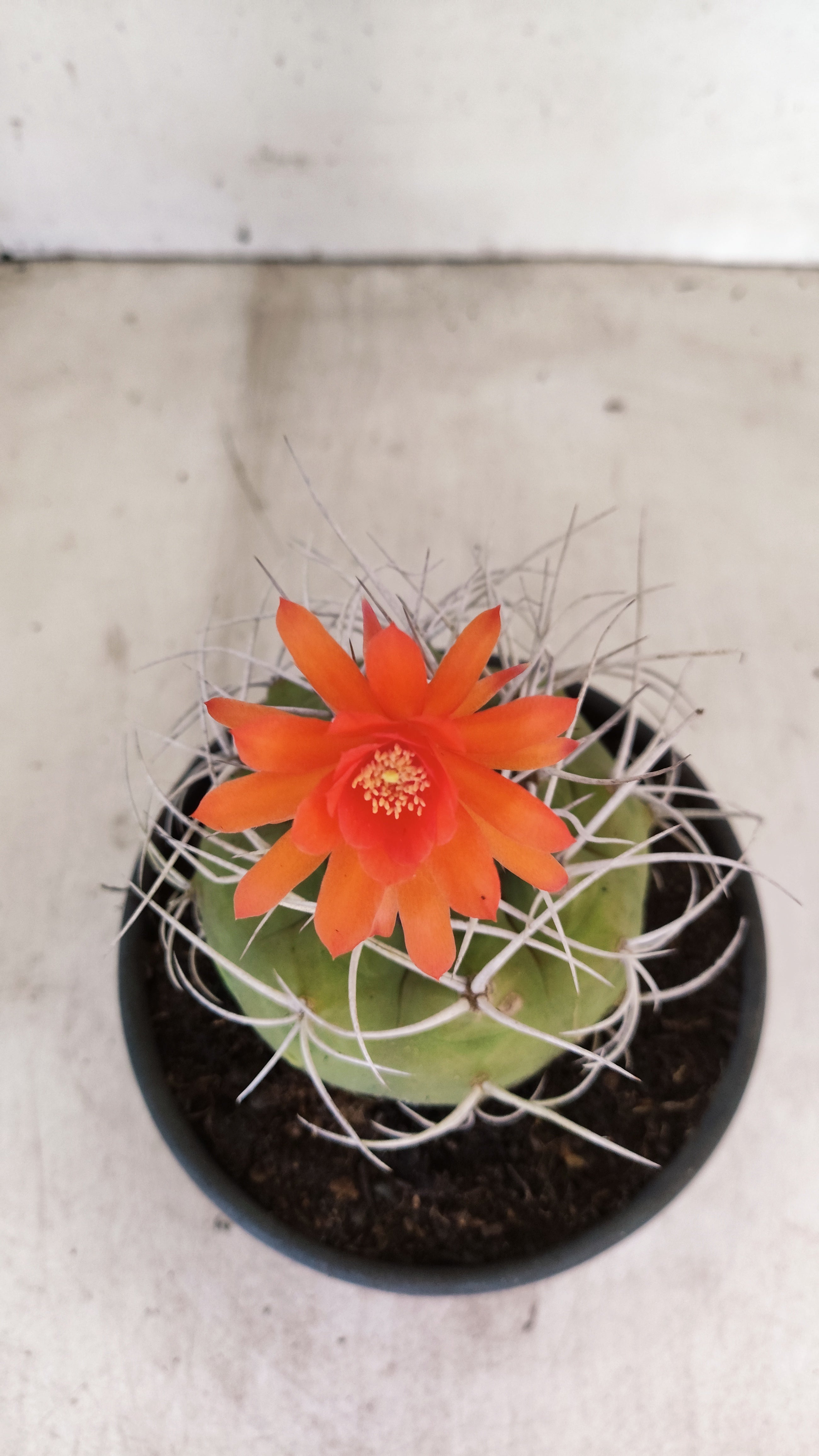 MATRIZ MATUCANA MADISONIORUM Nº 52 – vaso 15