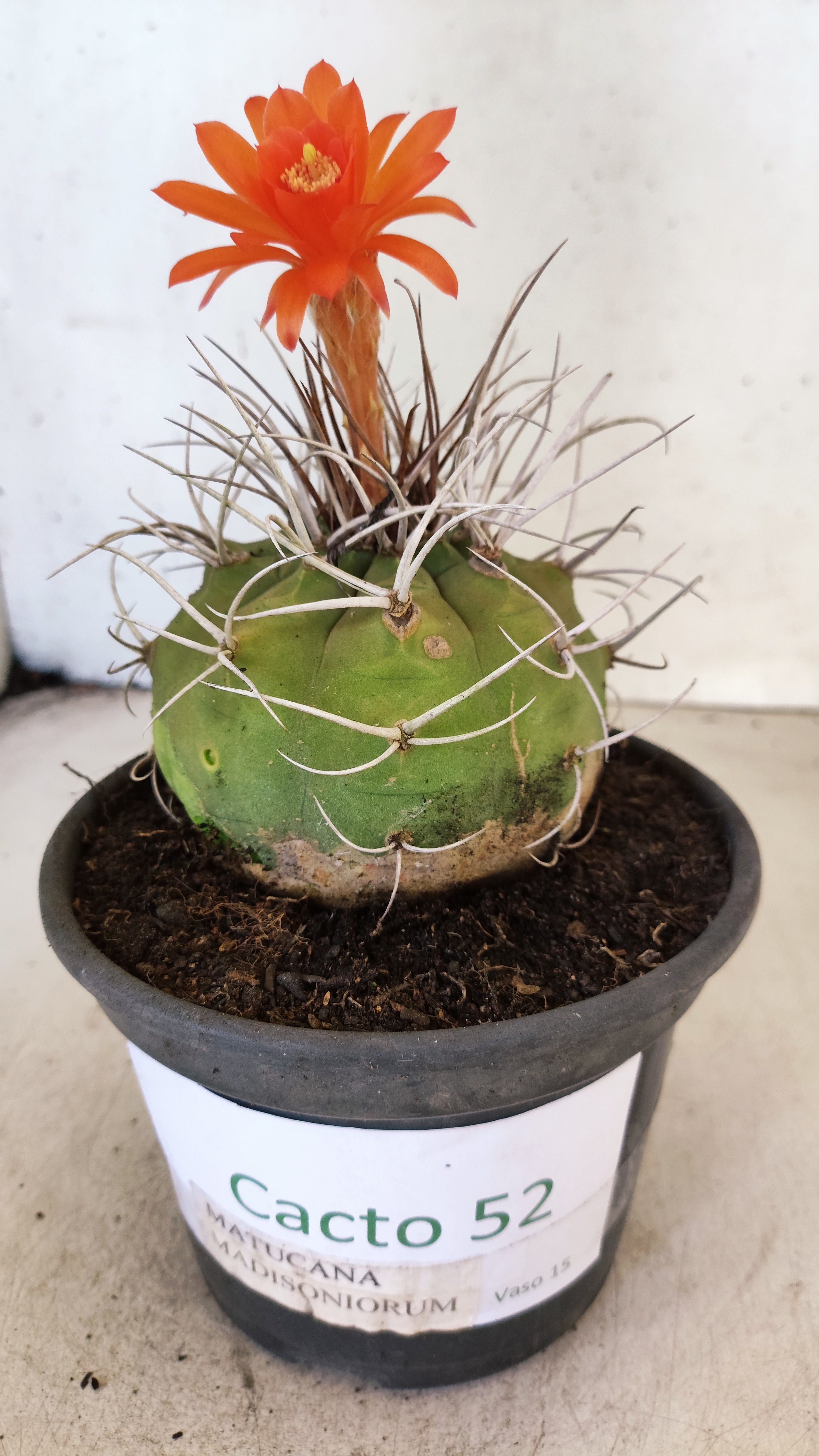 MATRIZ MATUCANA MADISONIORUM Nº 52 – vaso 15