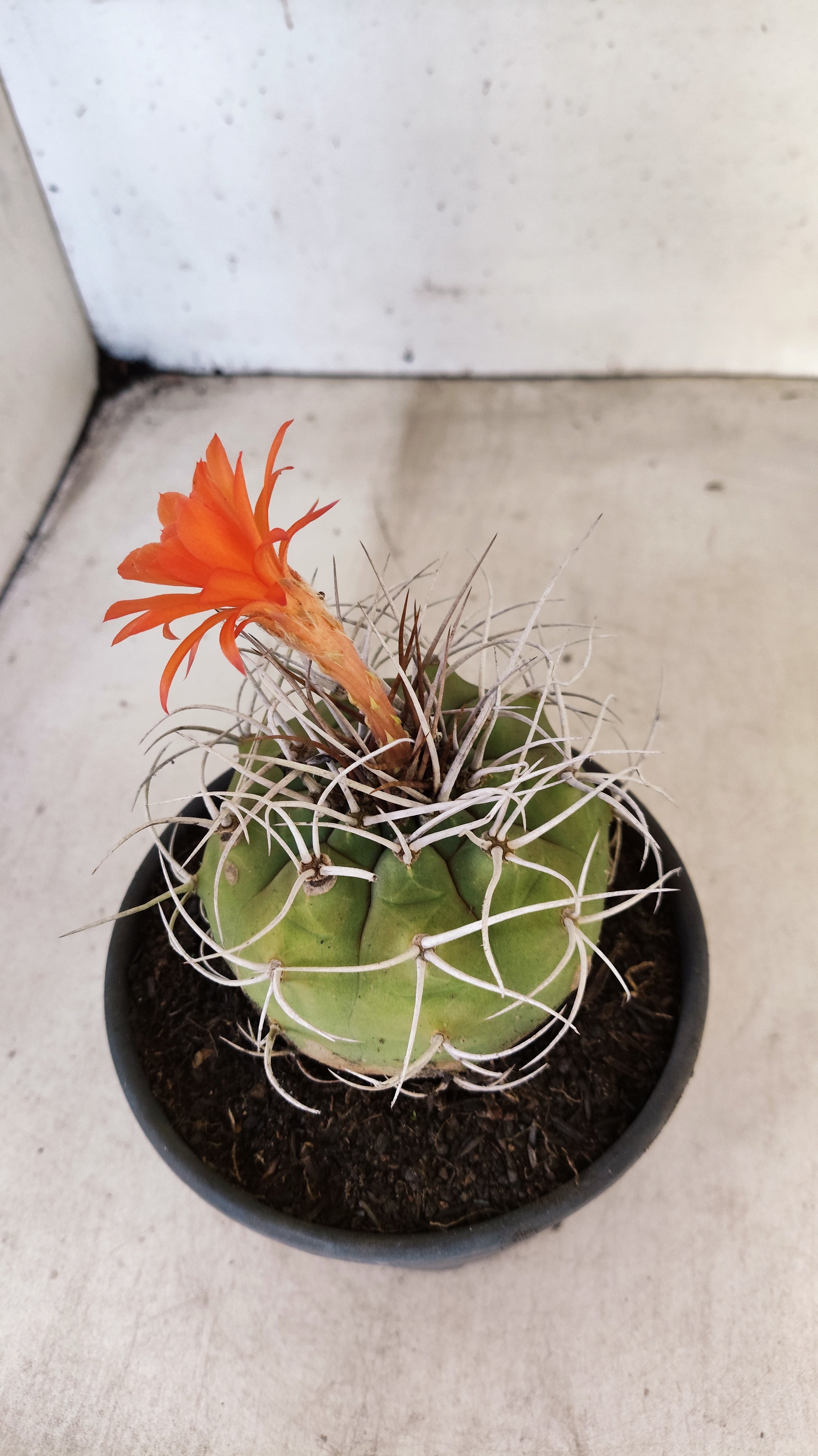 MATRIZ MATUCANA MADISONIORUM Nº 52 – vaso 15
