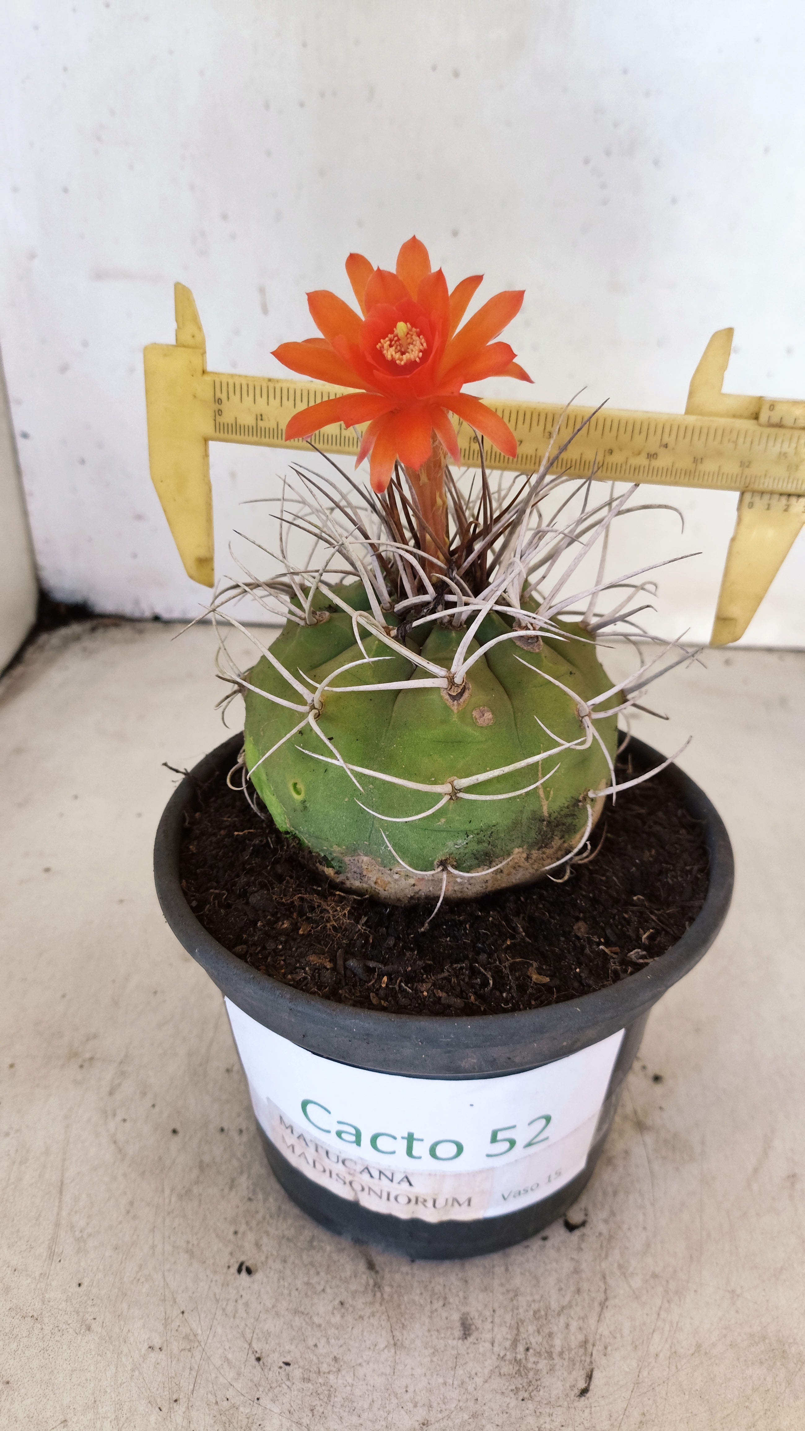 MATRIZ MATUCANA MADISONIORUM Nº 52 – vaso 15