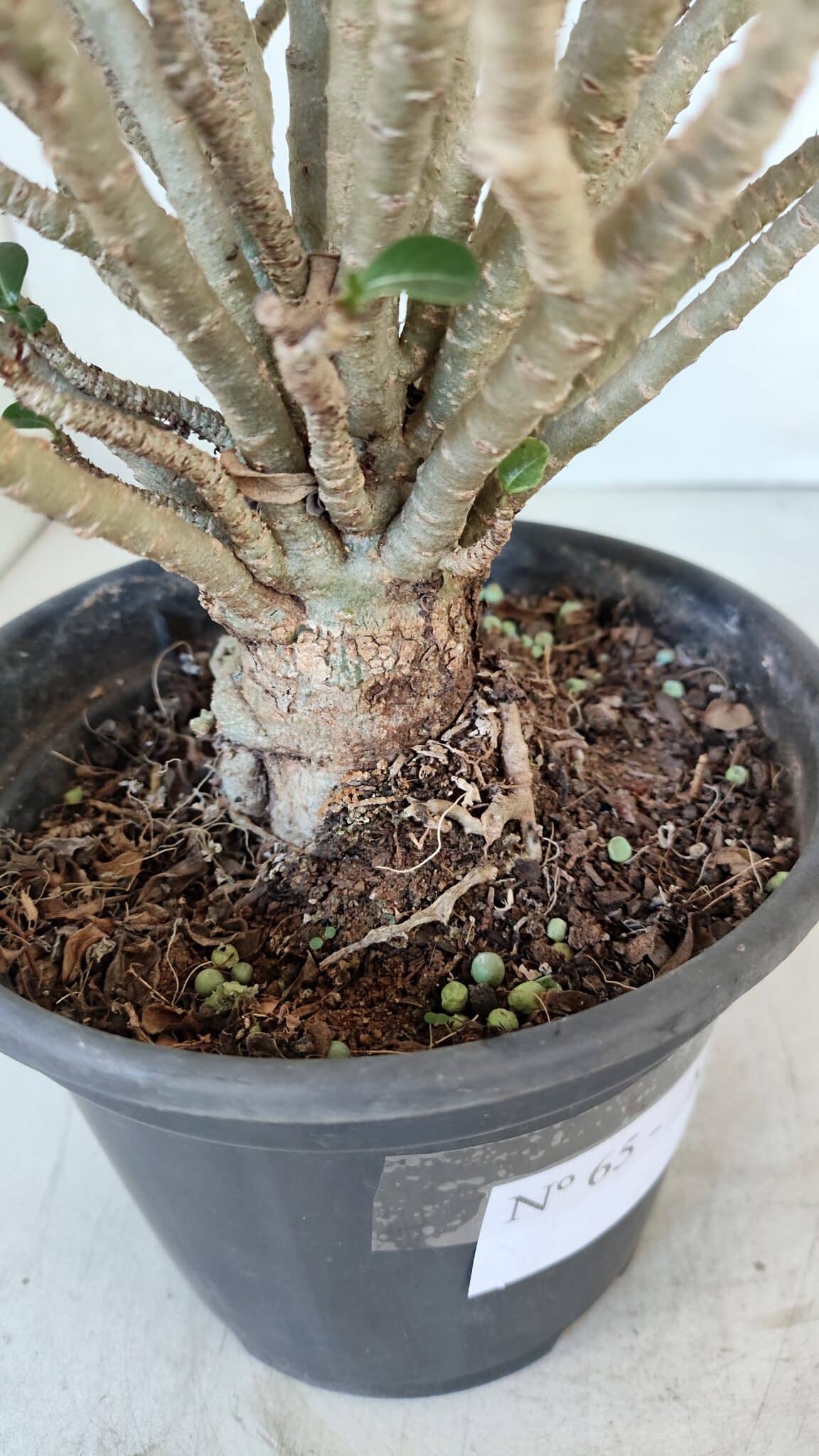 Planta MINI Nº 65 (2) – 25cm – 05 anos