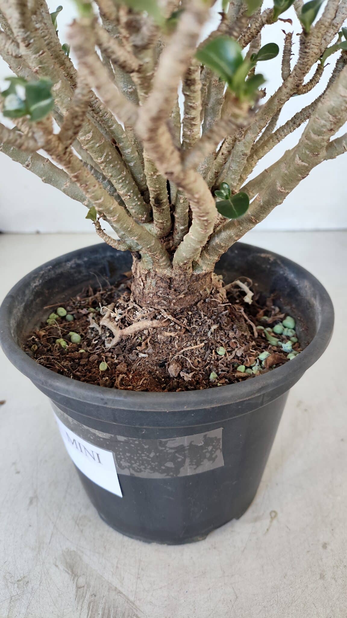 Planta MINI Nº 65 (2) – 25cm – 05 anos