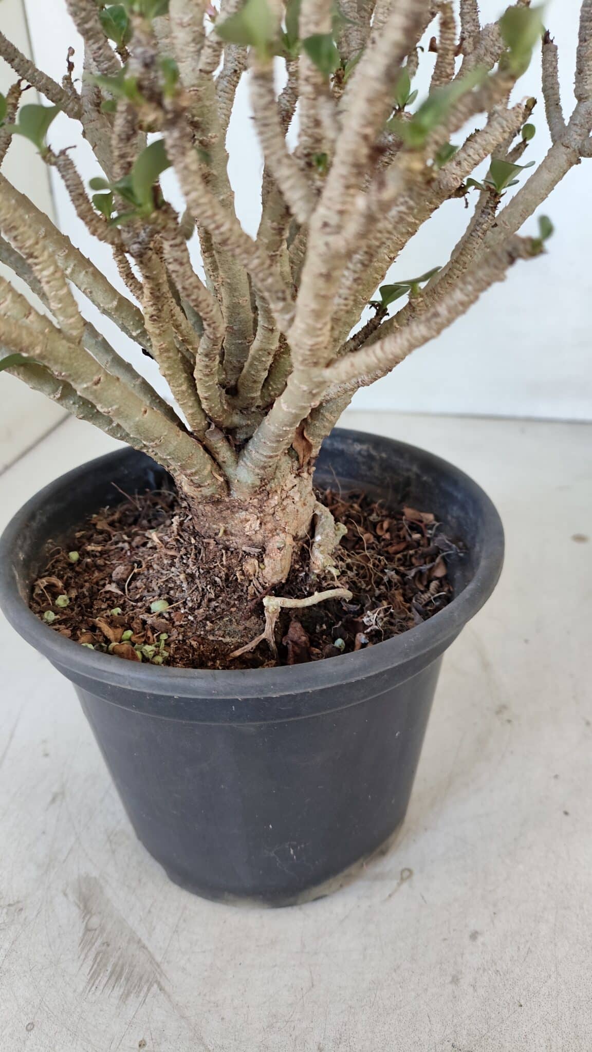 Planta MINI Nº 65 (2) – 25cm – 05 anos