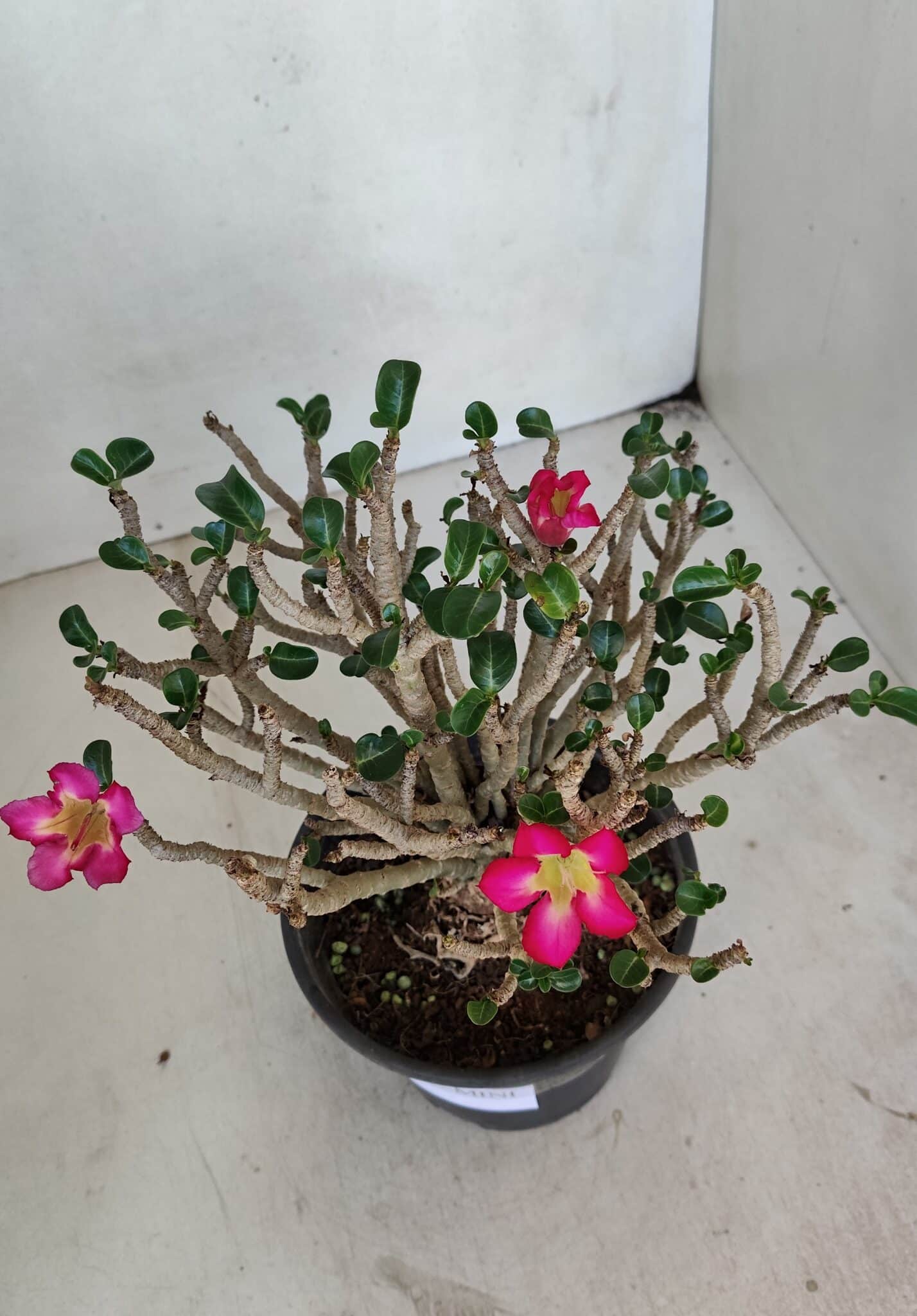 Planta MINI Nº 65 (2) – 25cm – 05 anos