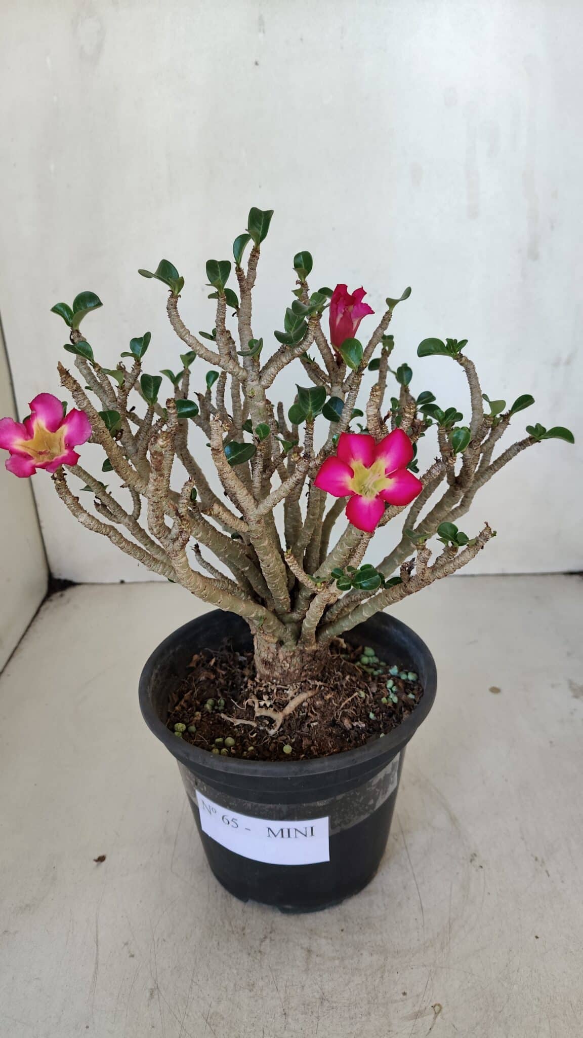 Planta MINI Nº 65 (2) – 25cm – 05 anos