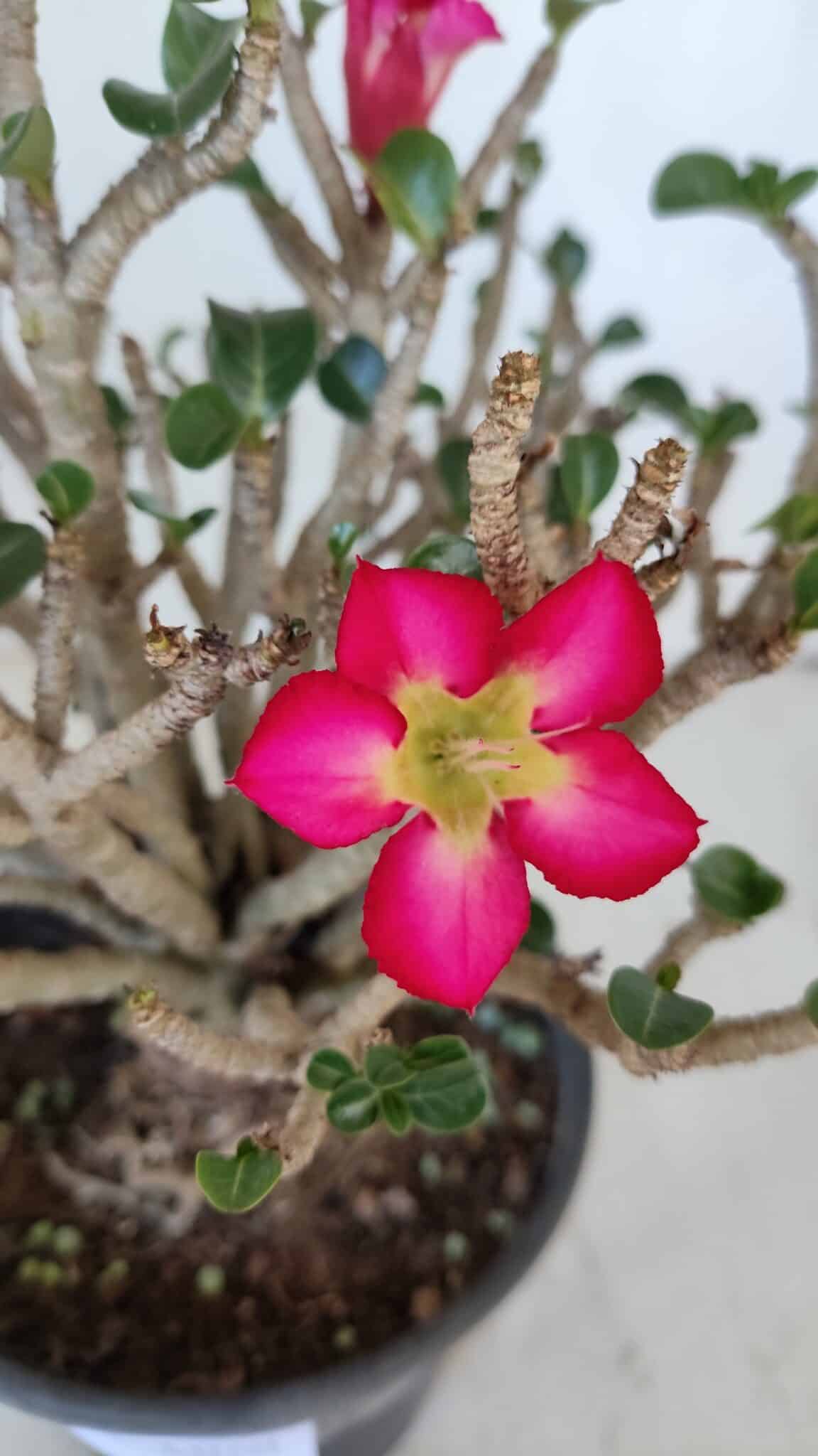 Planta MINI Nº 65 (2) – 25cm – 05 anos
