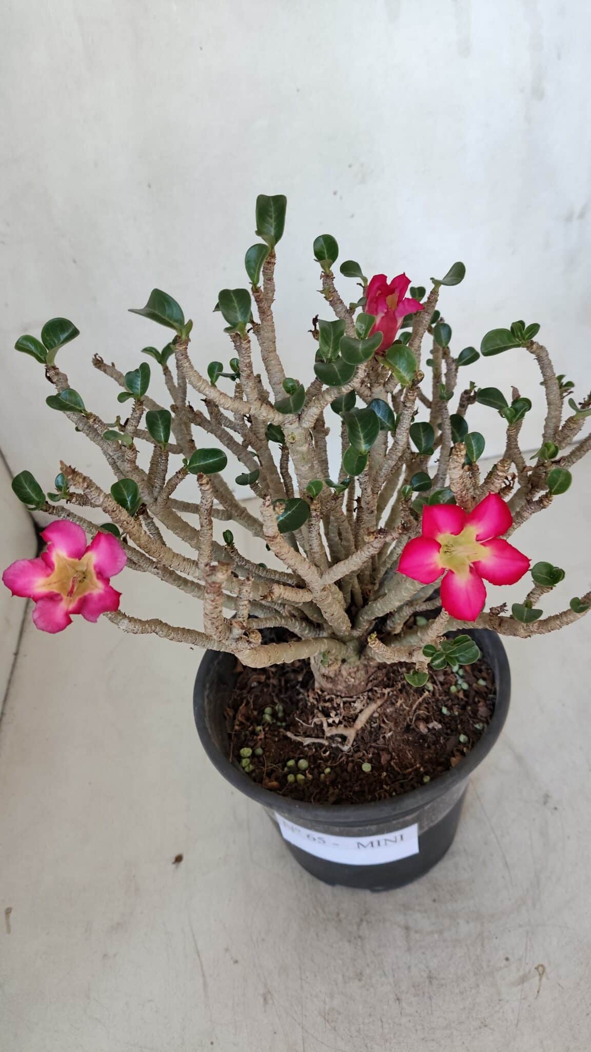 Planta MINI Nº 65 (2) – 25cm – 05 anos