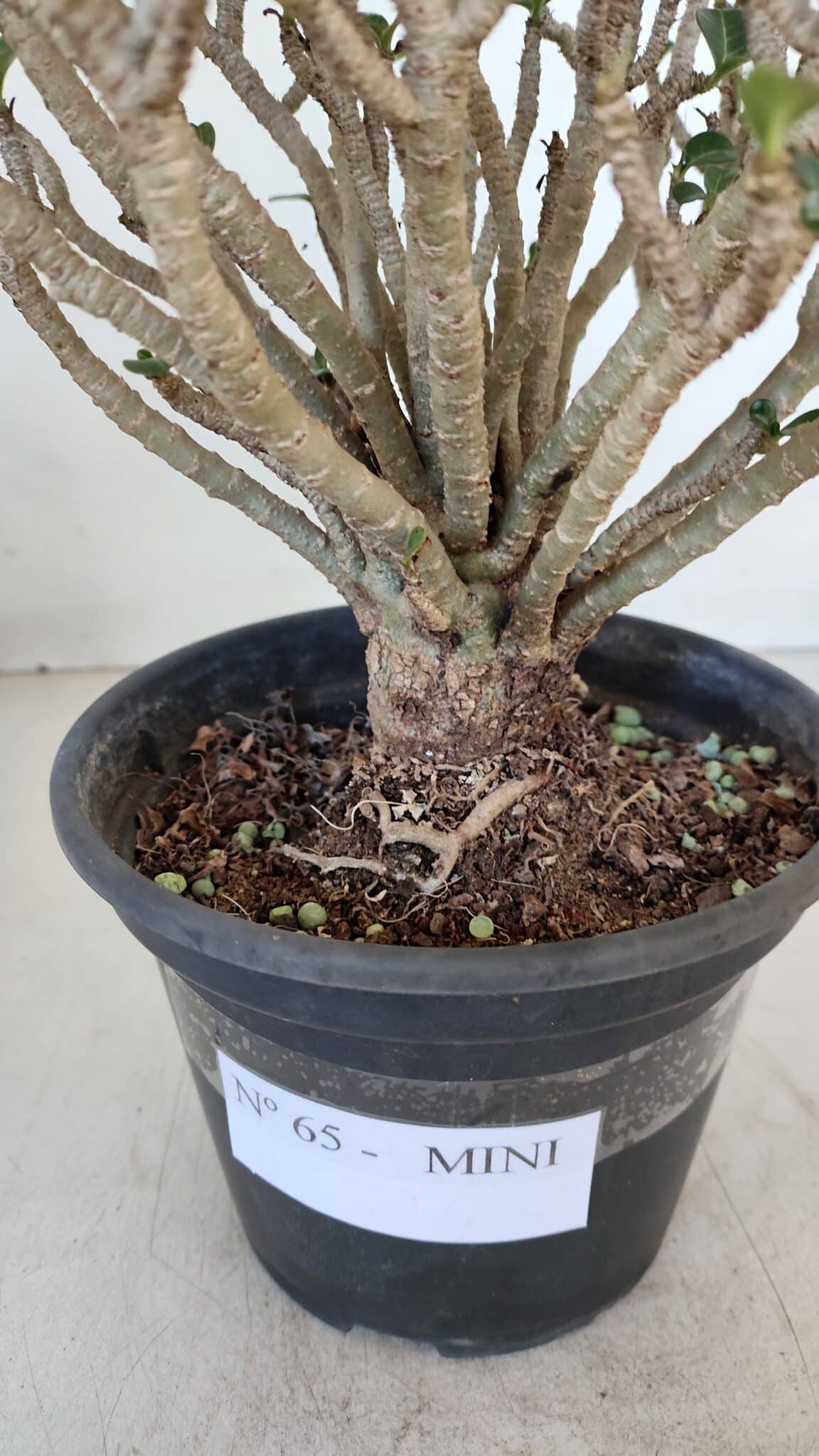 Planta MINI Nº 65 (2) – 25cm – 05 anos