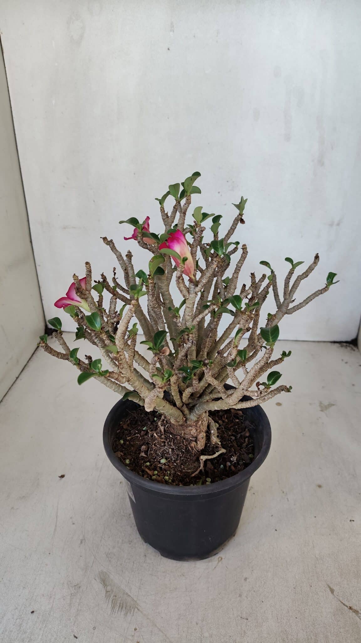 Planta MINI Nº 65 (2) – 25cm – 05 anos