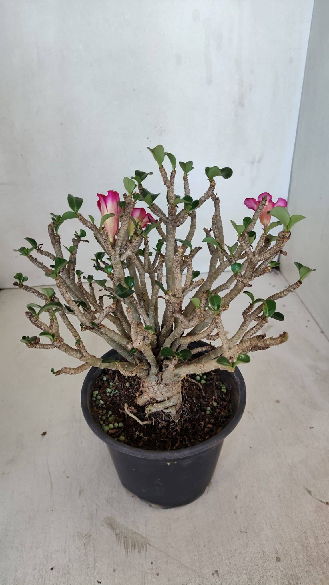 Planta MINI Nº 65 (2) – 25cm – 05 anos