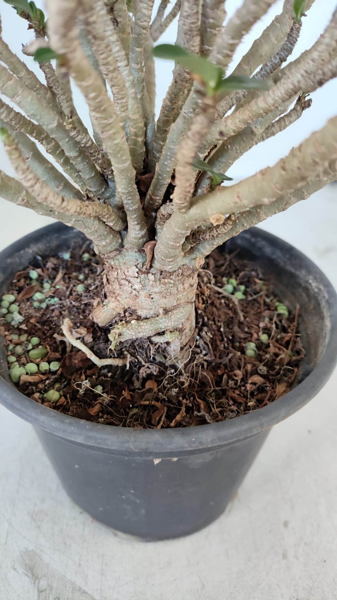 Planta MINI Nº 65 (2) – 25cm – 05 anos
