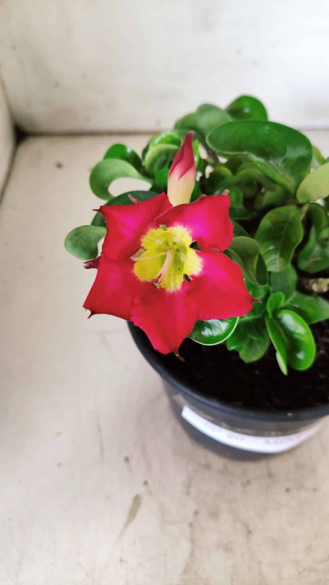Planta MINI Nº 80 – 20cm – 03 anos