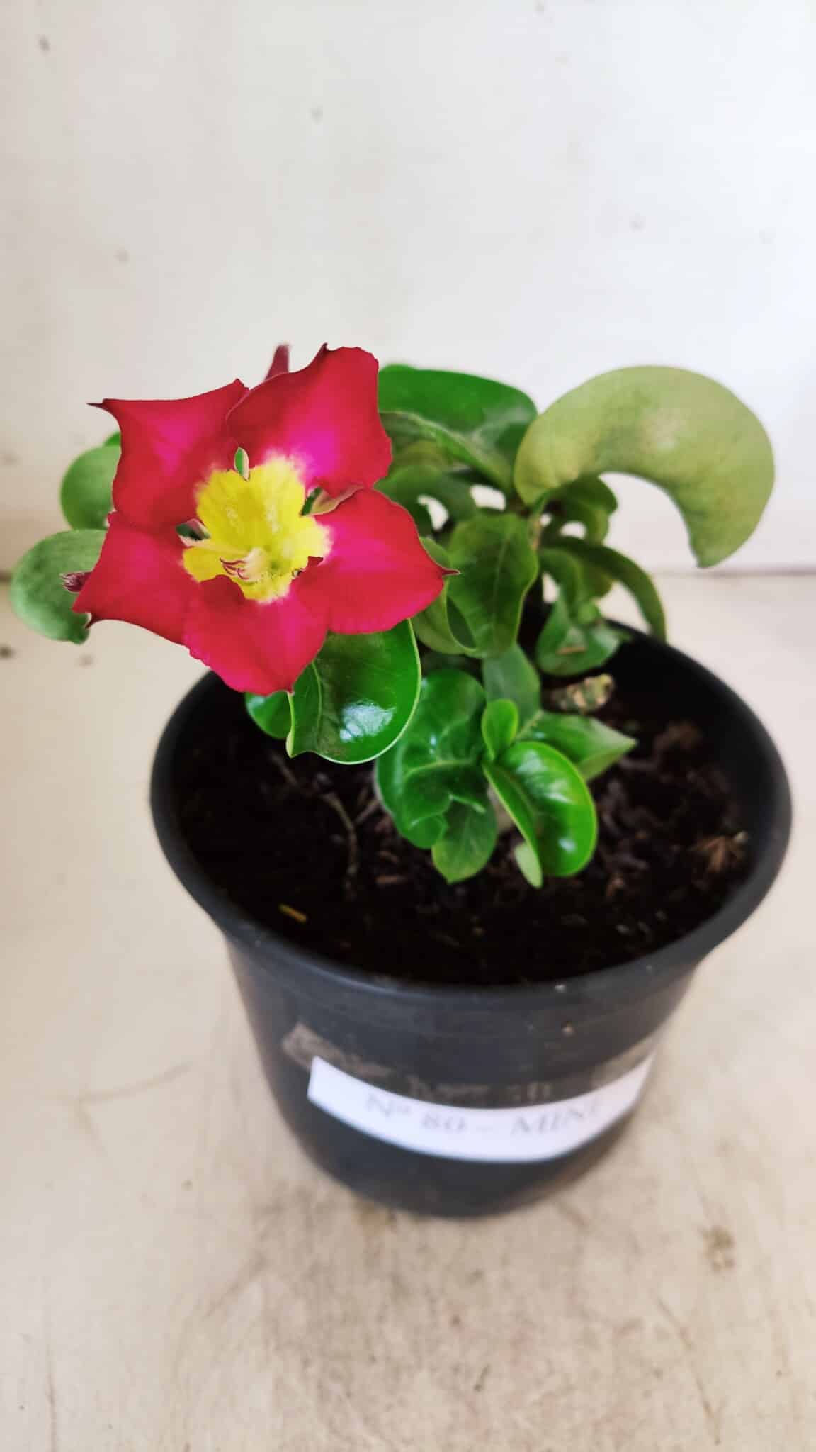 Planta MINI Nº 80 – 20cm – 03 anos