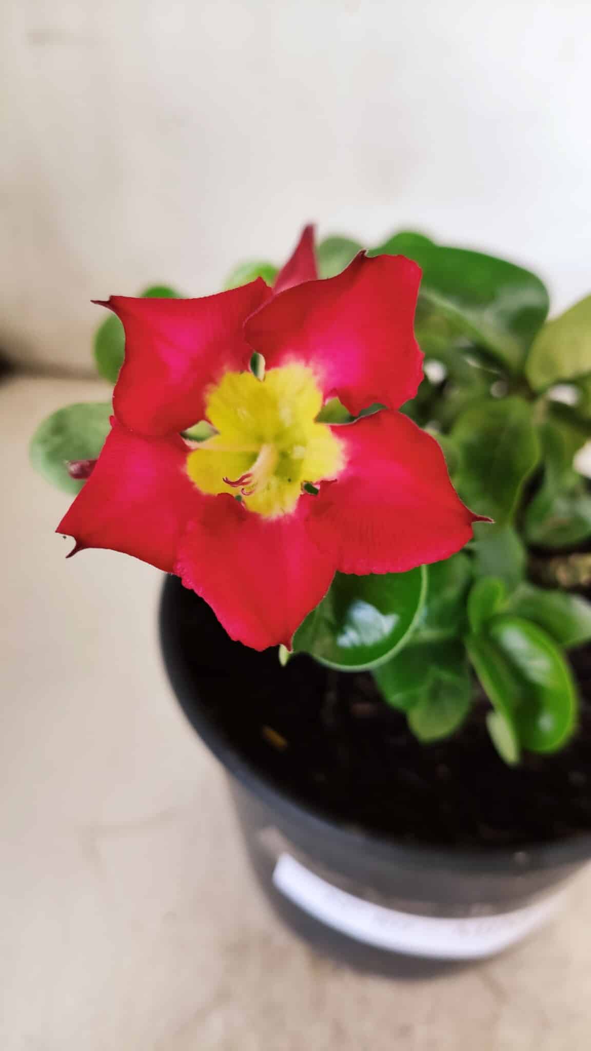 Planta MINI Nº 80 – 20cm – 03 anos