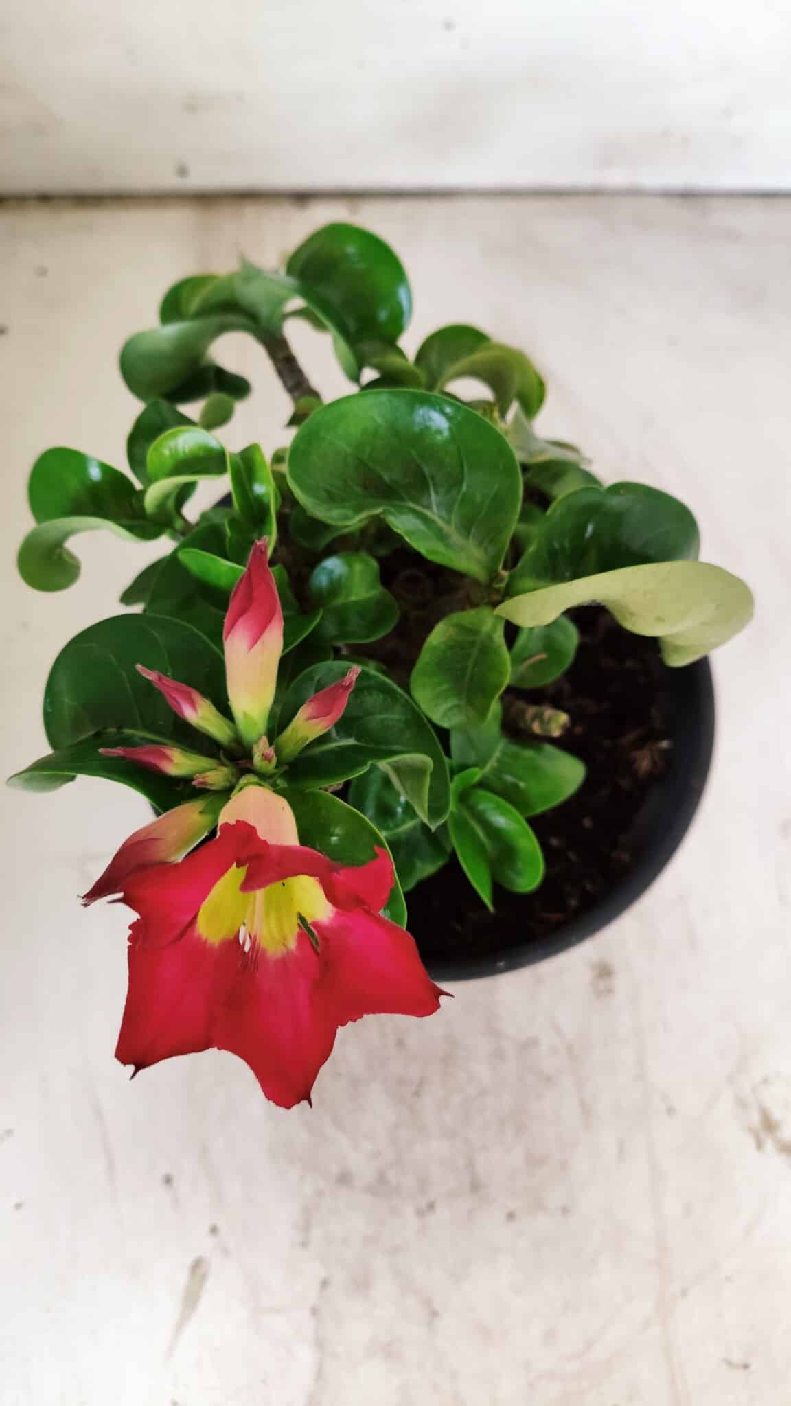 Planta MINI Nº 80 – 20cm – 03 anos