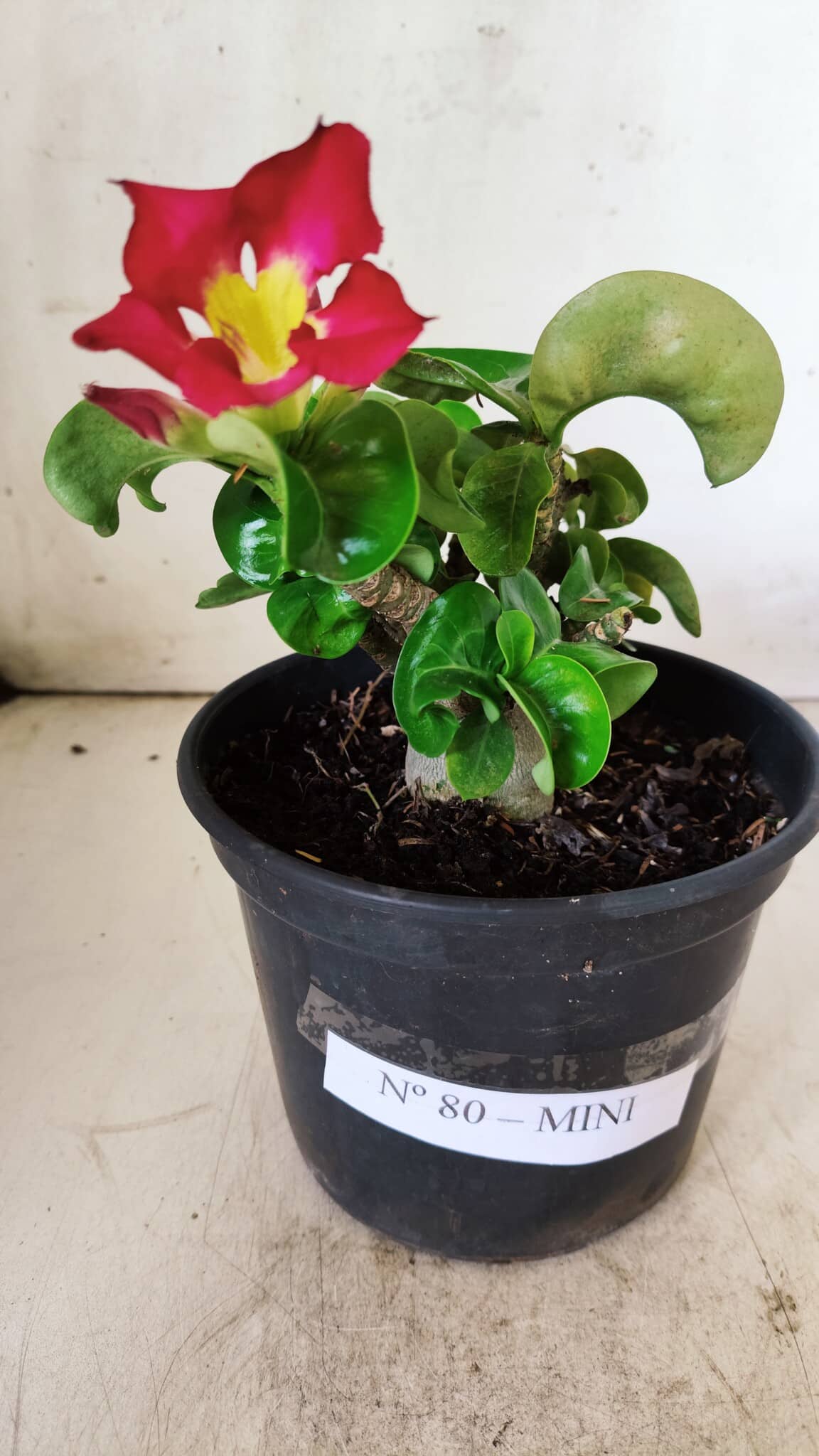 Planta MINI Nº 80 – 20cm – 03 anos