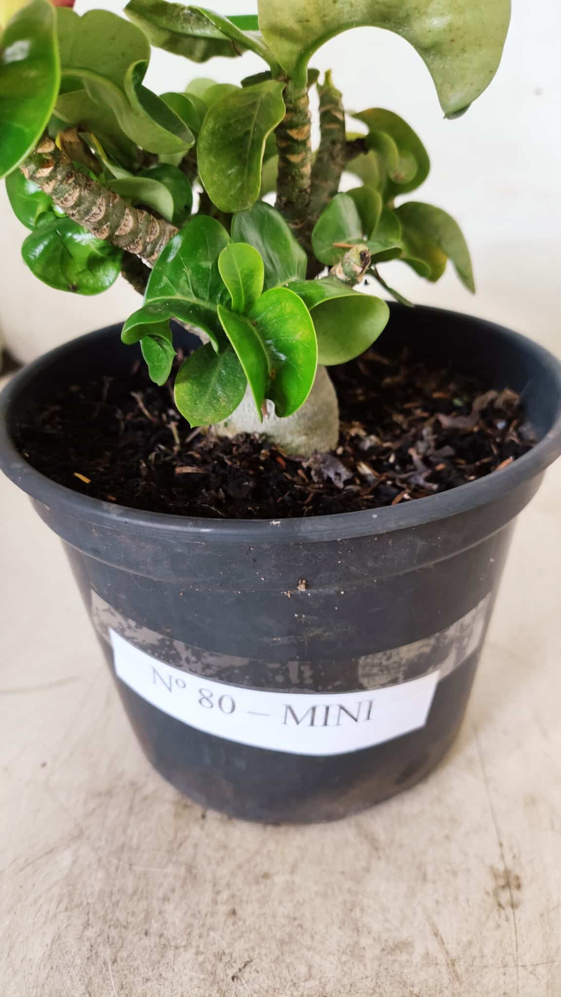 Planta MINI Nº 80 – 20cm – 03 anos