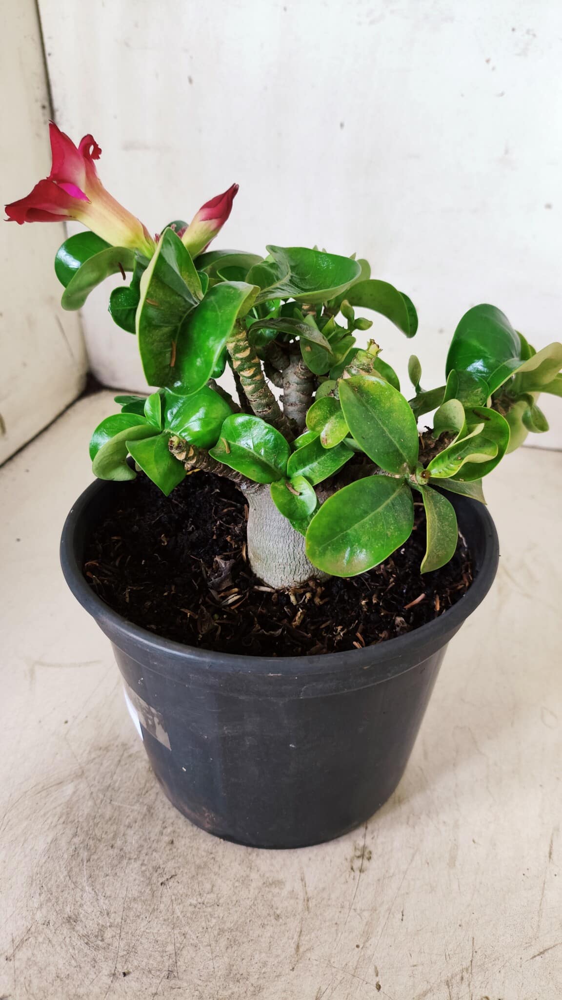 Planta MINI Nº 80 – 20cm – 03 anos