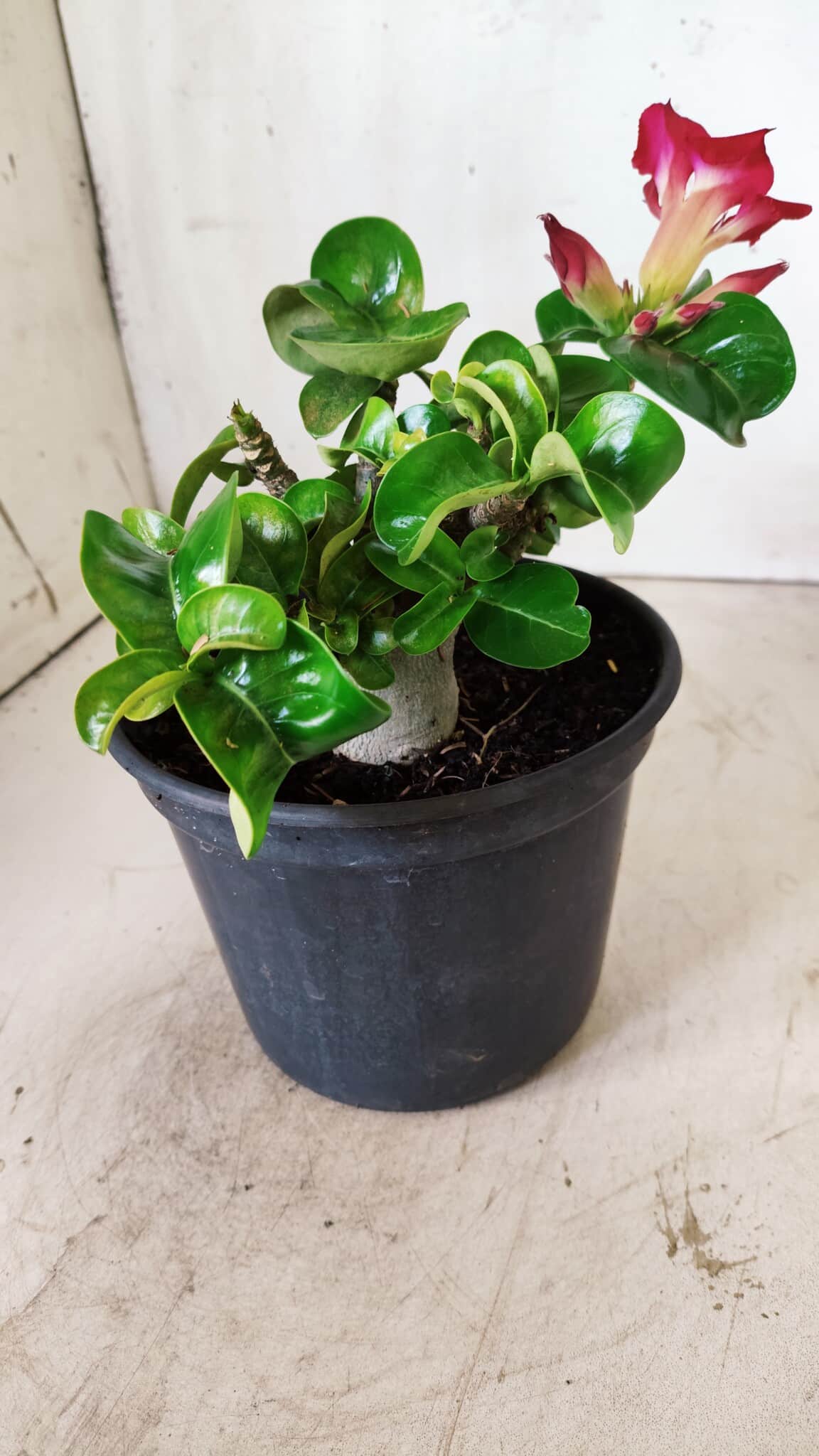 Planta MINI Nº 80 – 20cm – 03 anos