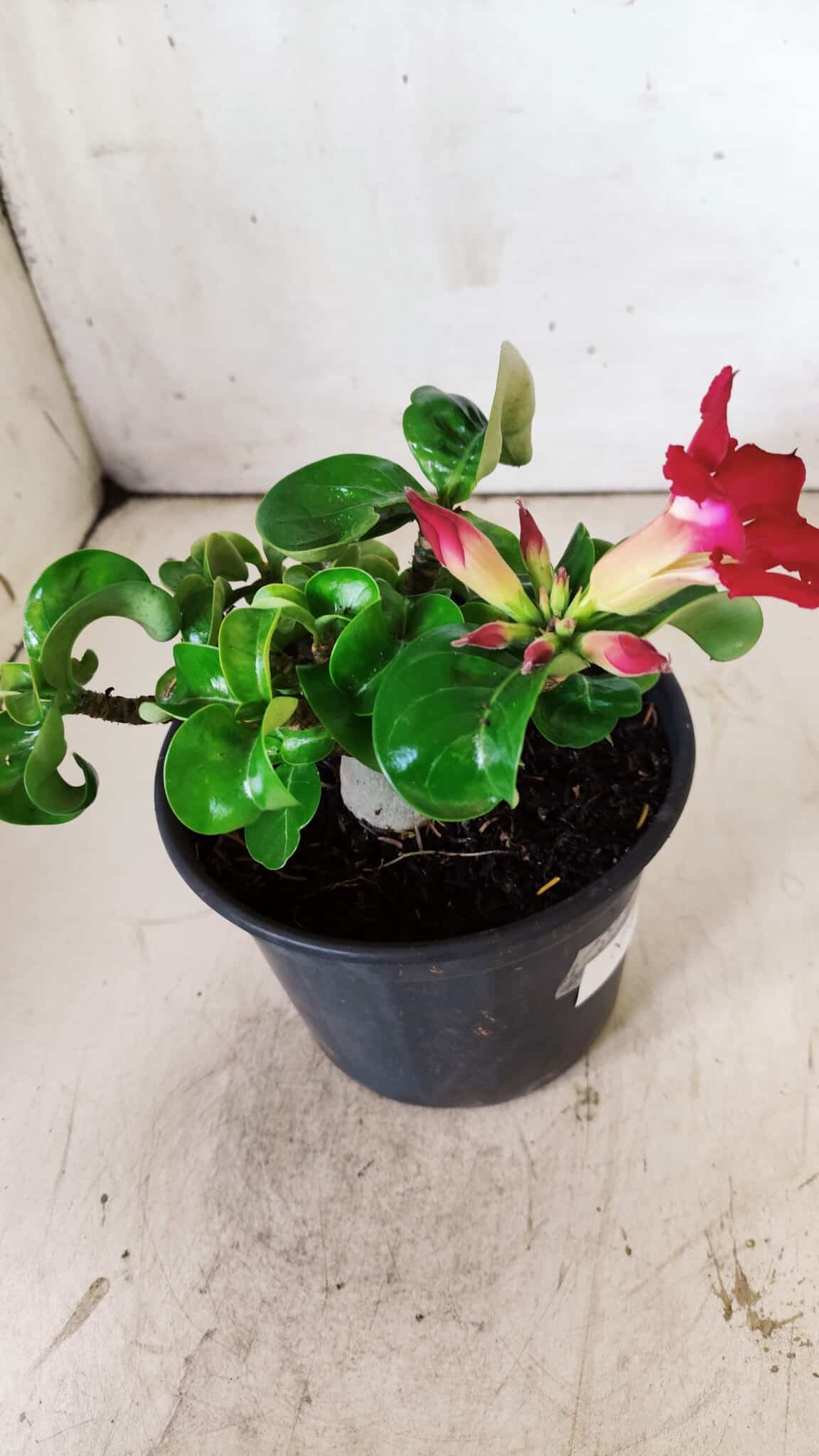 Planta MINI Nº 80 – 20cm – 03 anos