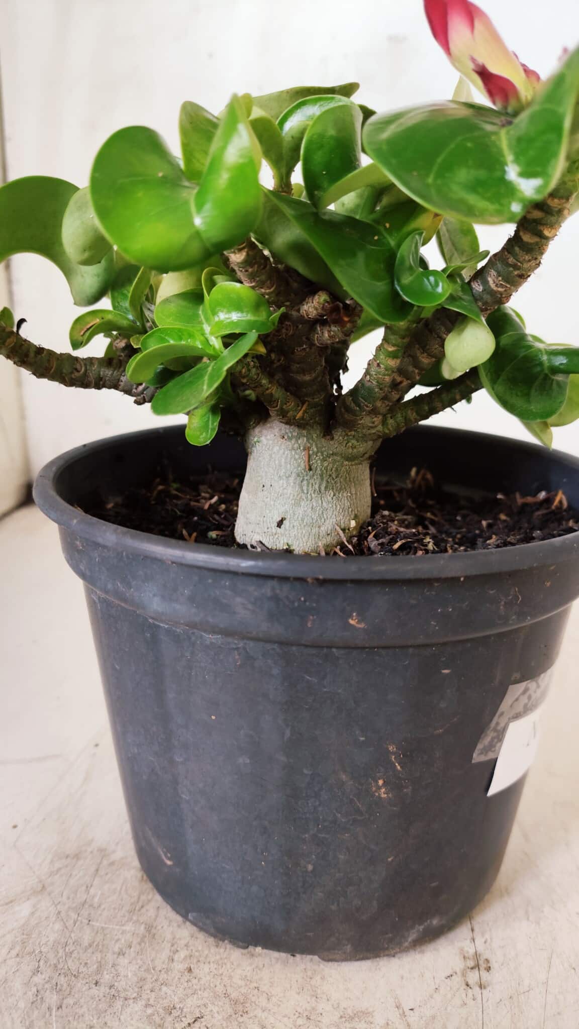 Planta MINI Nº 80 – 20cm – 03 anos