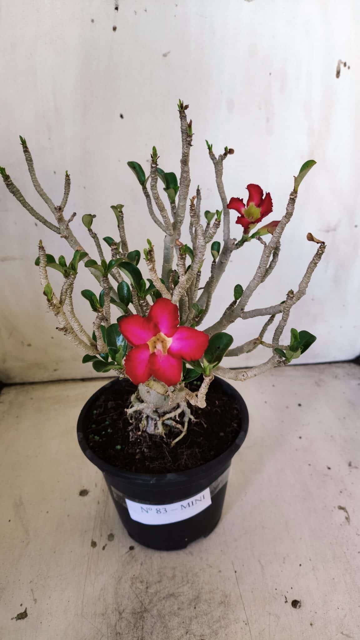 Planta MINI Nº 83 – 25cm – 05 anos