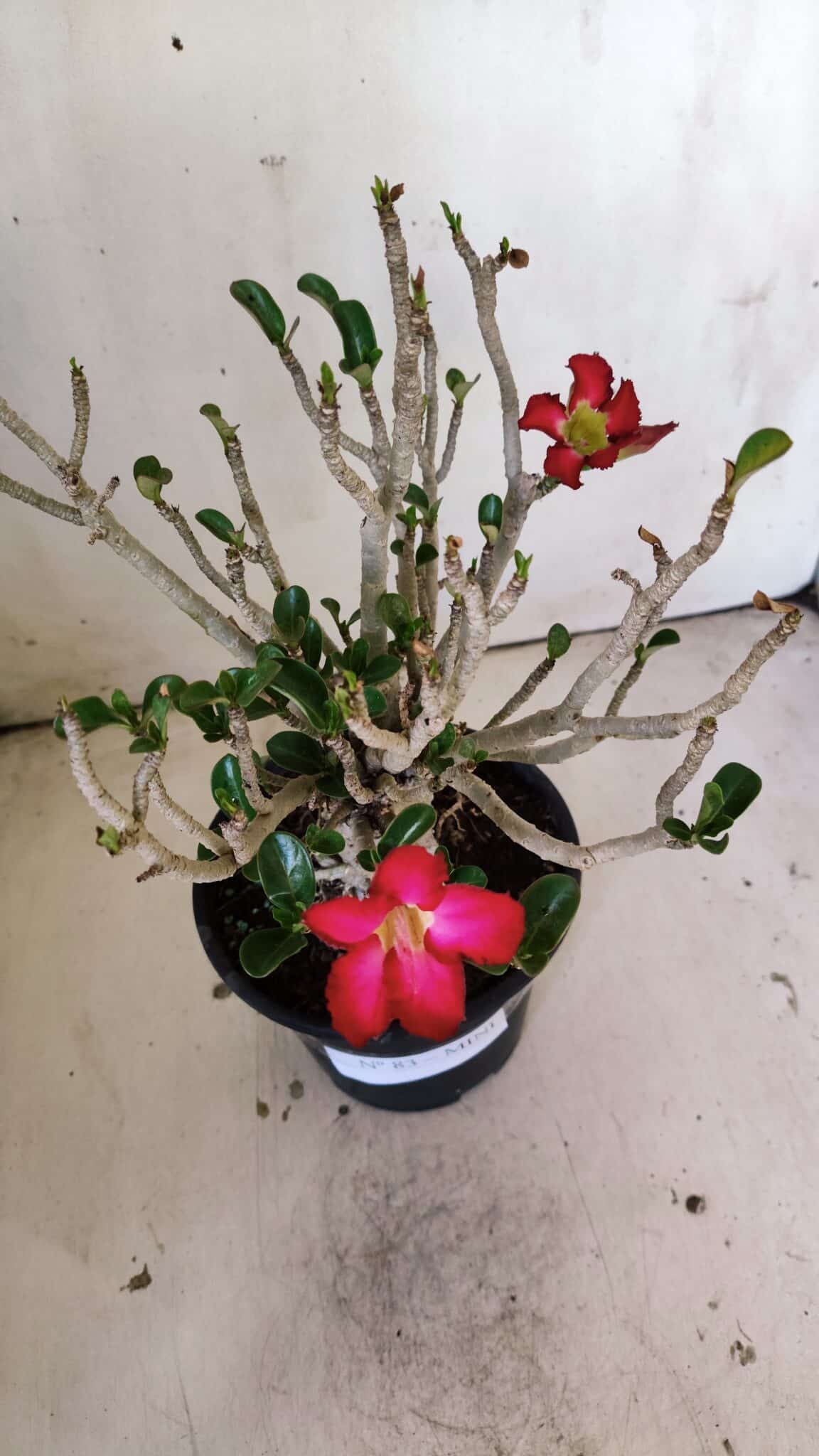 Planta MINI Nº 83 – 25cm – 05 anos