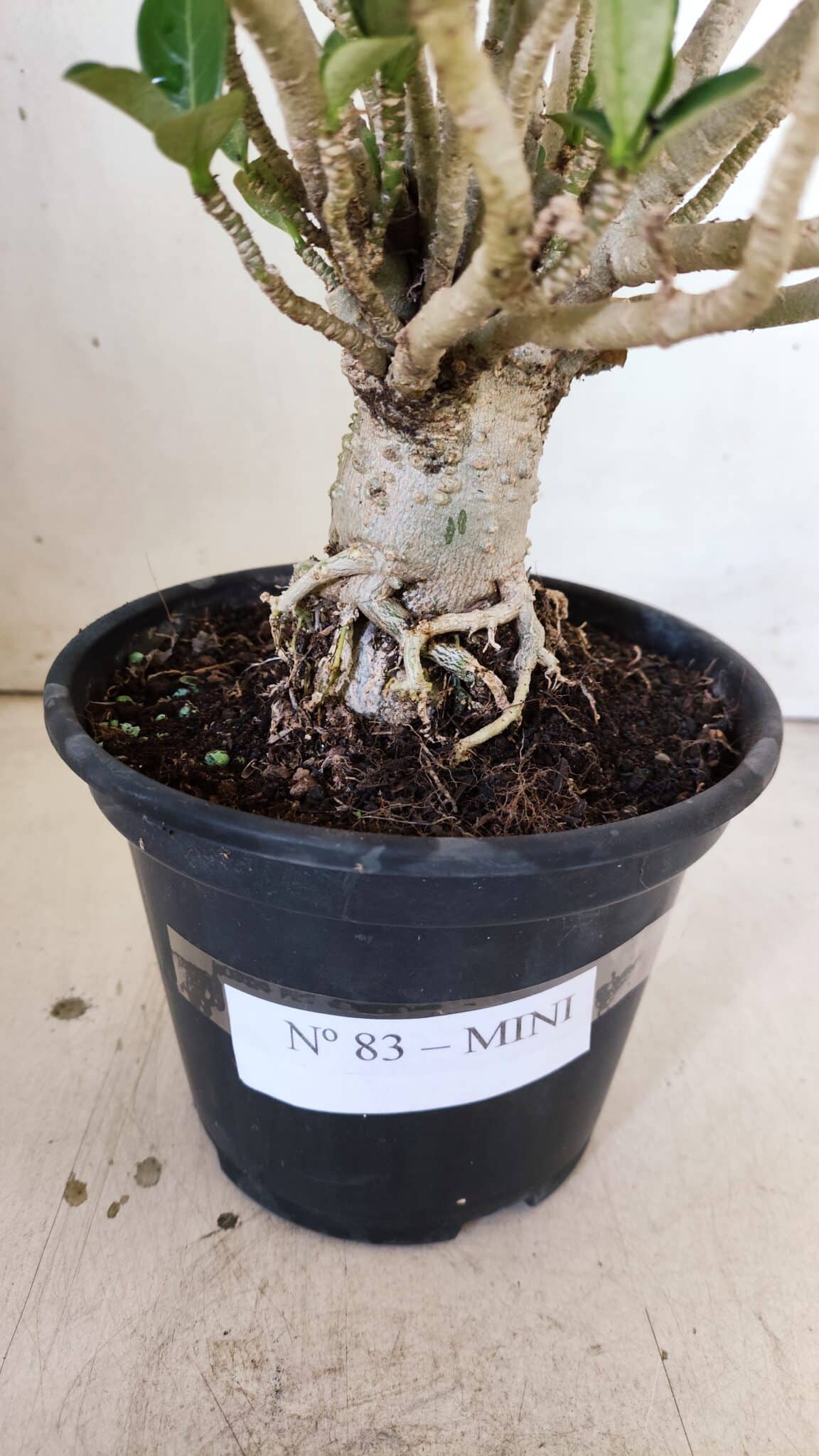 Planta MINI Nº 83 – 25cm – 05 anos