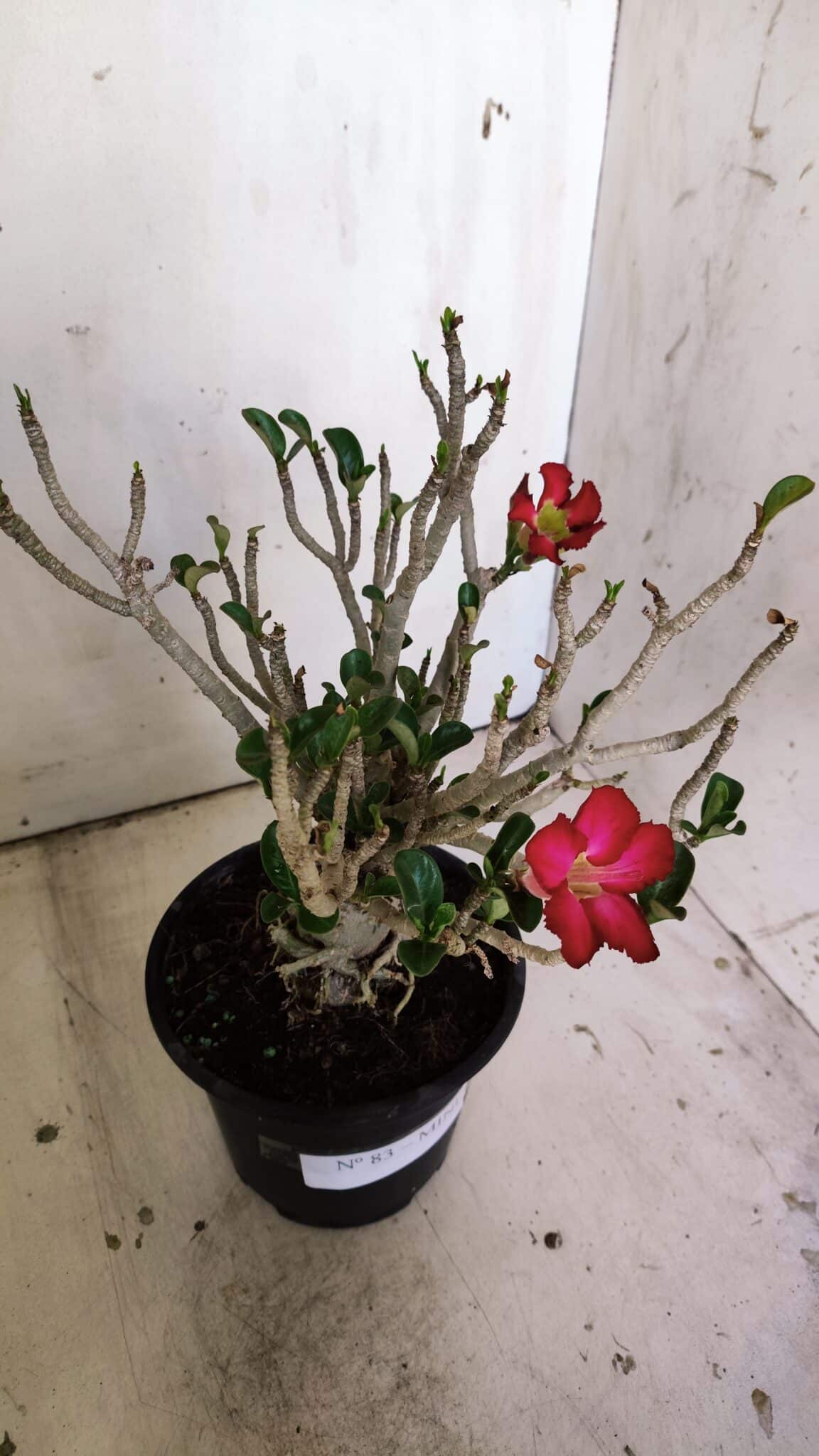 Planta MINI Nº 83 – 25cm – 05 anos