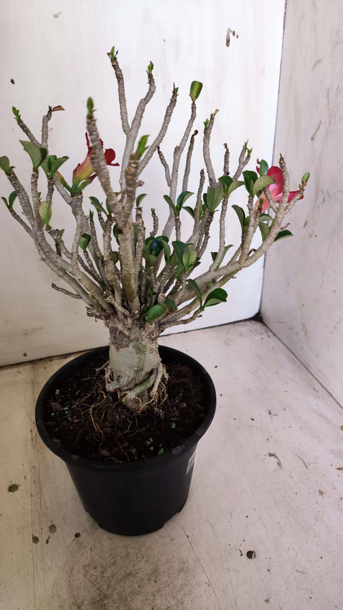 Planta MINI Nº 83 – 25cm – 05 anos
