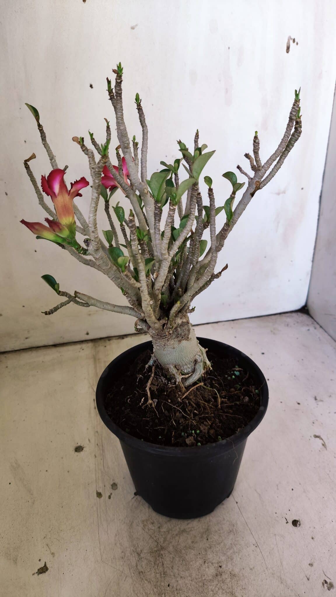 Planta MINI Nº 83 – 25cm – 05 anos