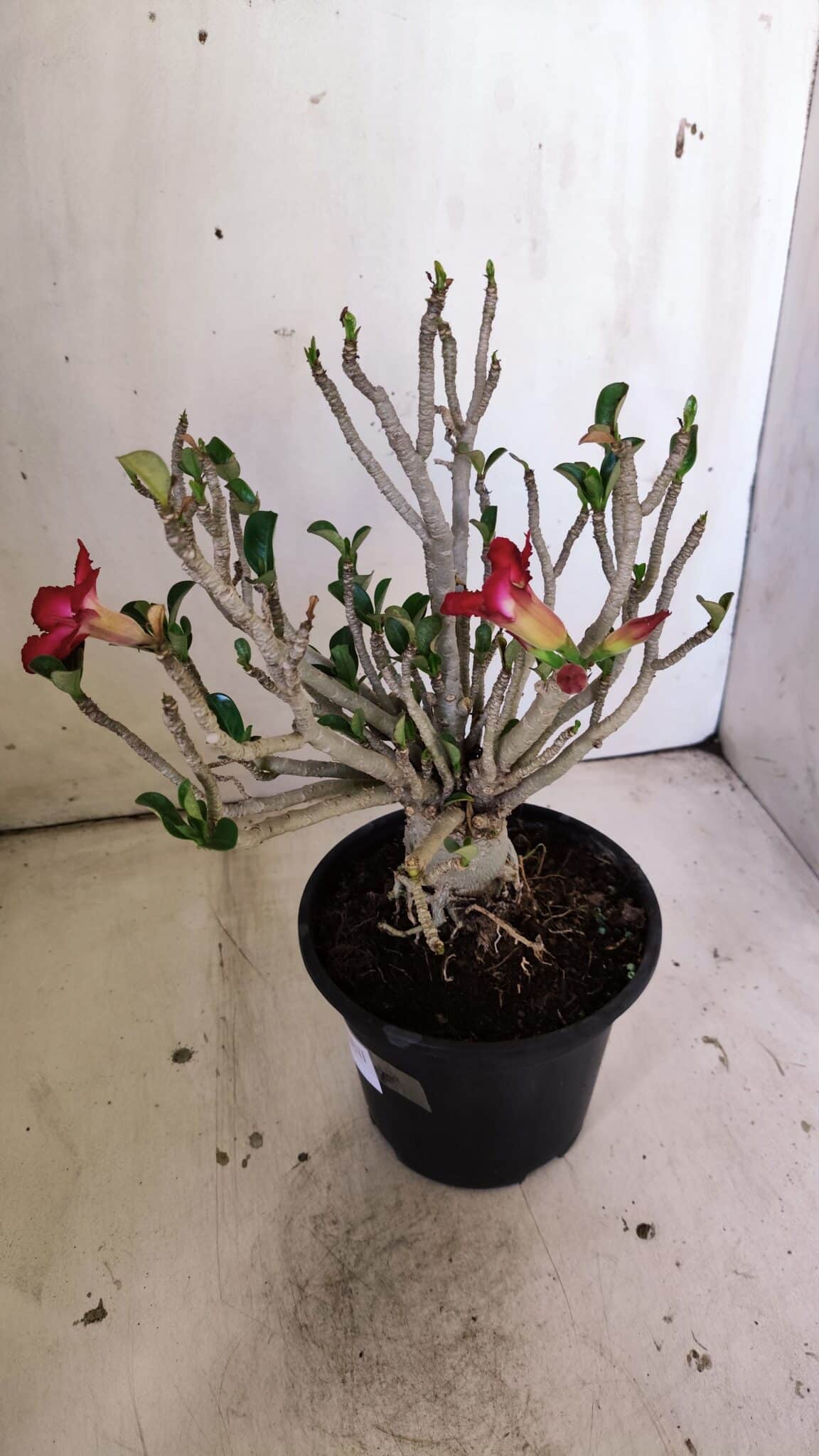 Planta MINI Nº 83 – 25cm – 05 anos