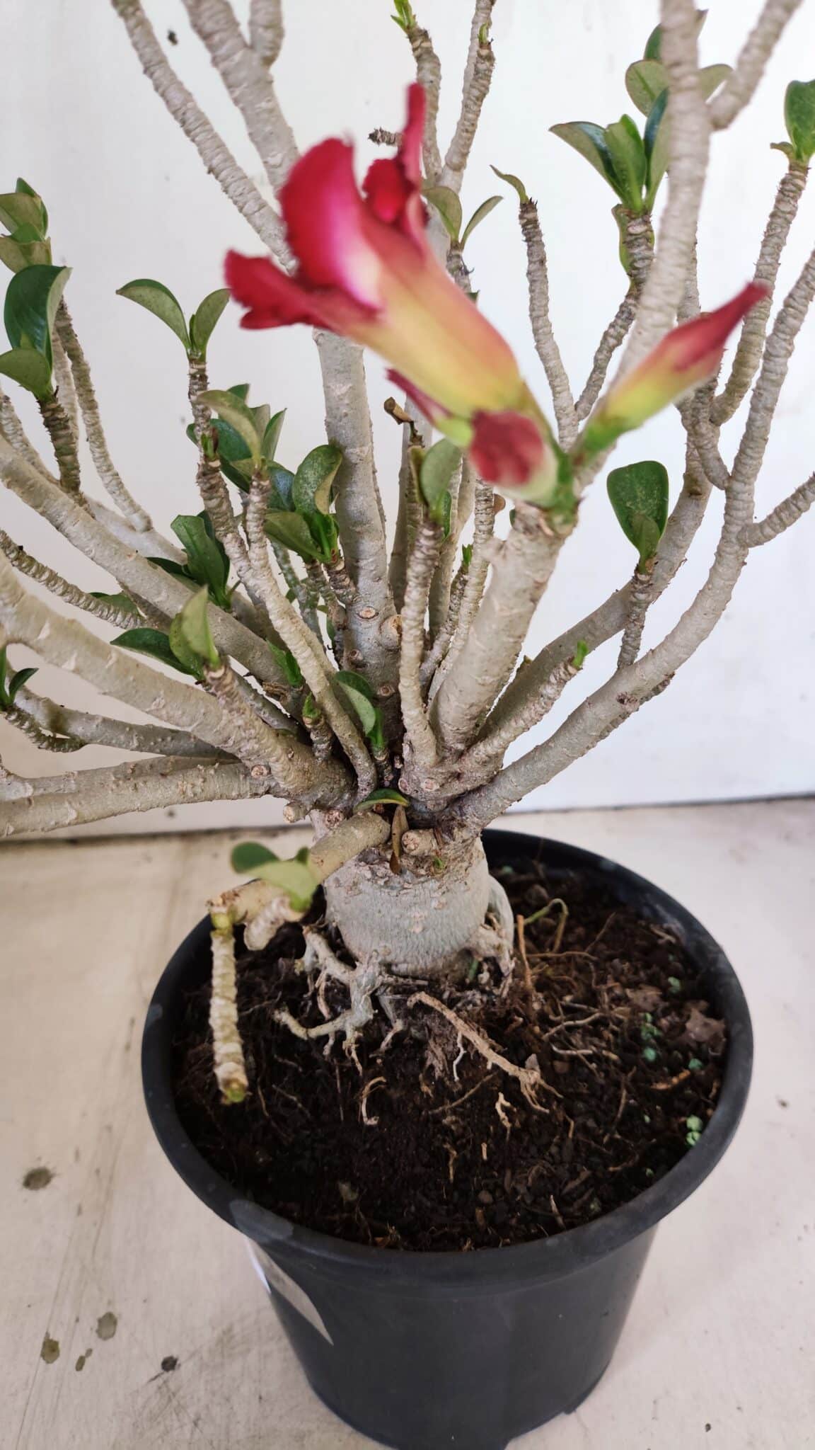 Planta MINI Nº 83 – 25cm – 05 anos