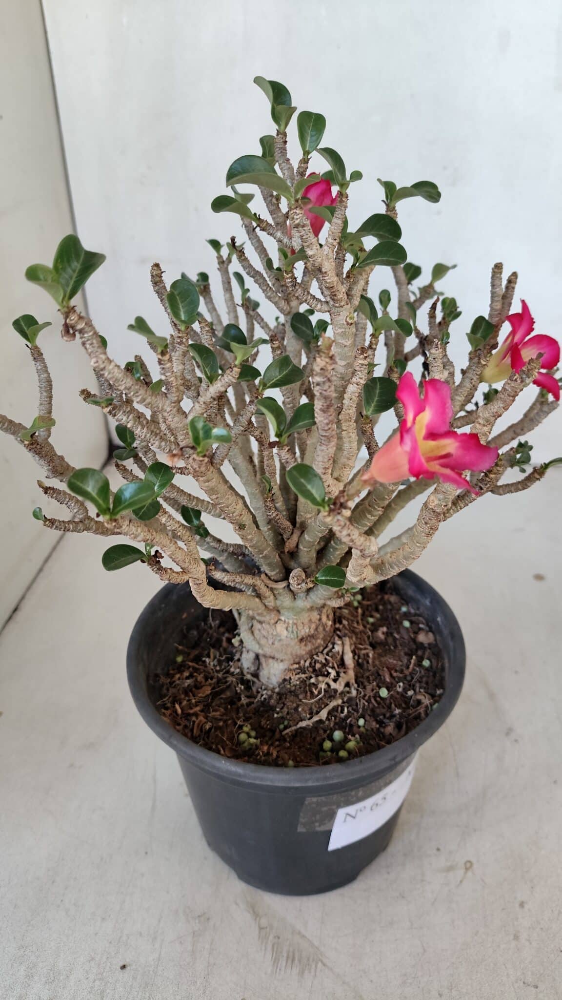 Planta MINI Nº 65 (2) – 25cm – 05 anos